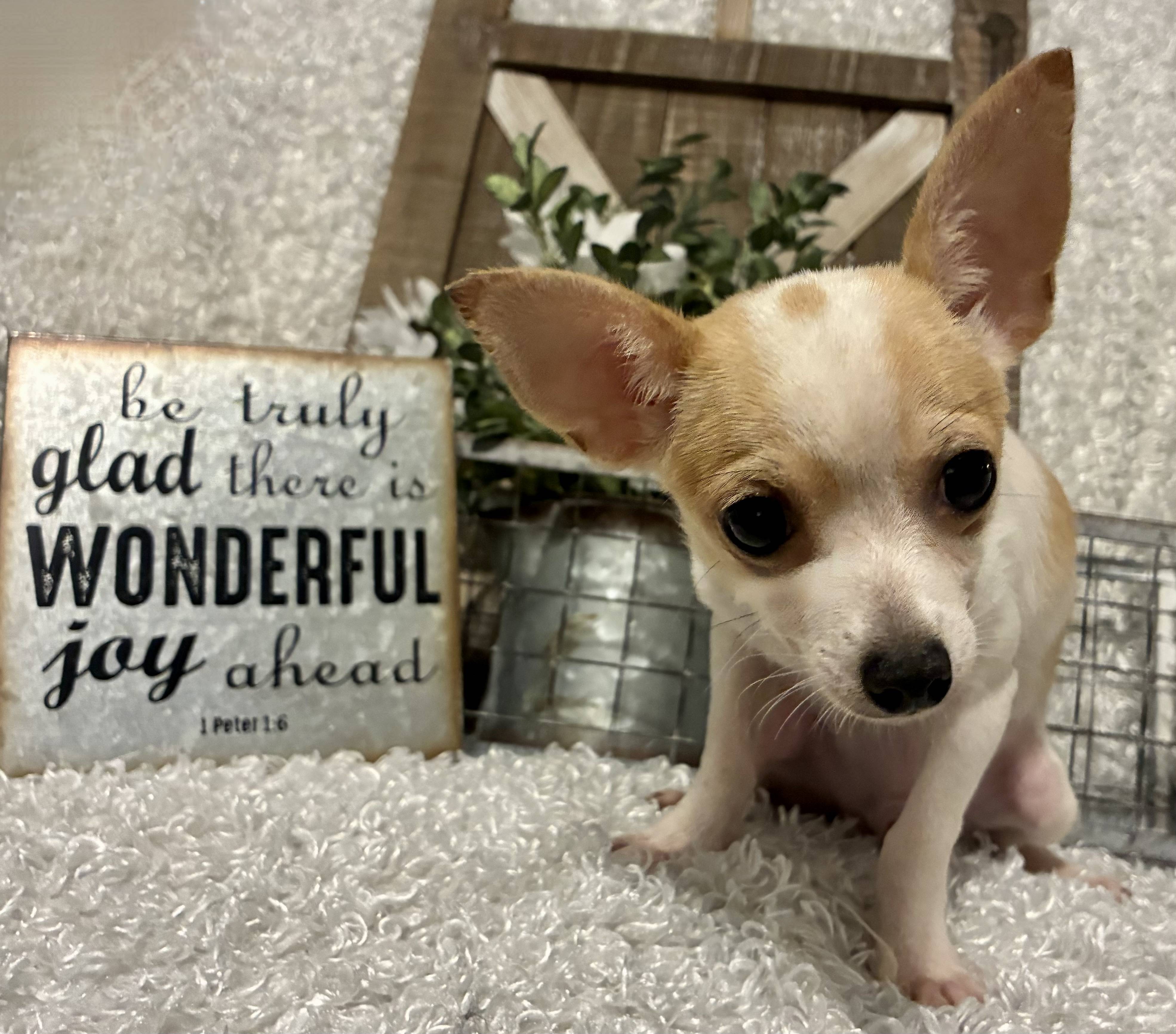 MALE CHIHUAHUA PUPPY!!!
