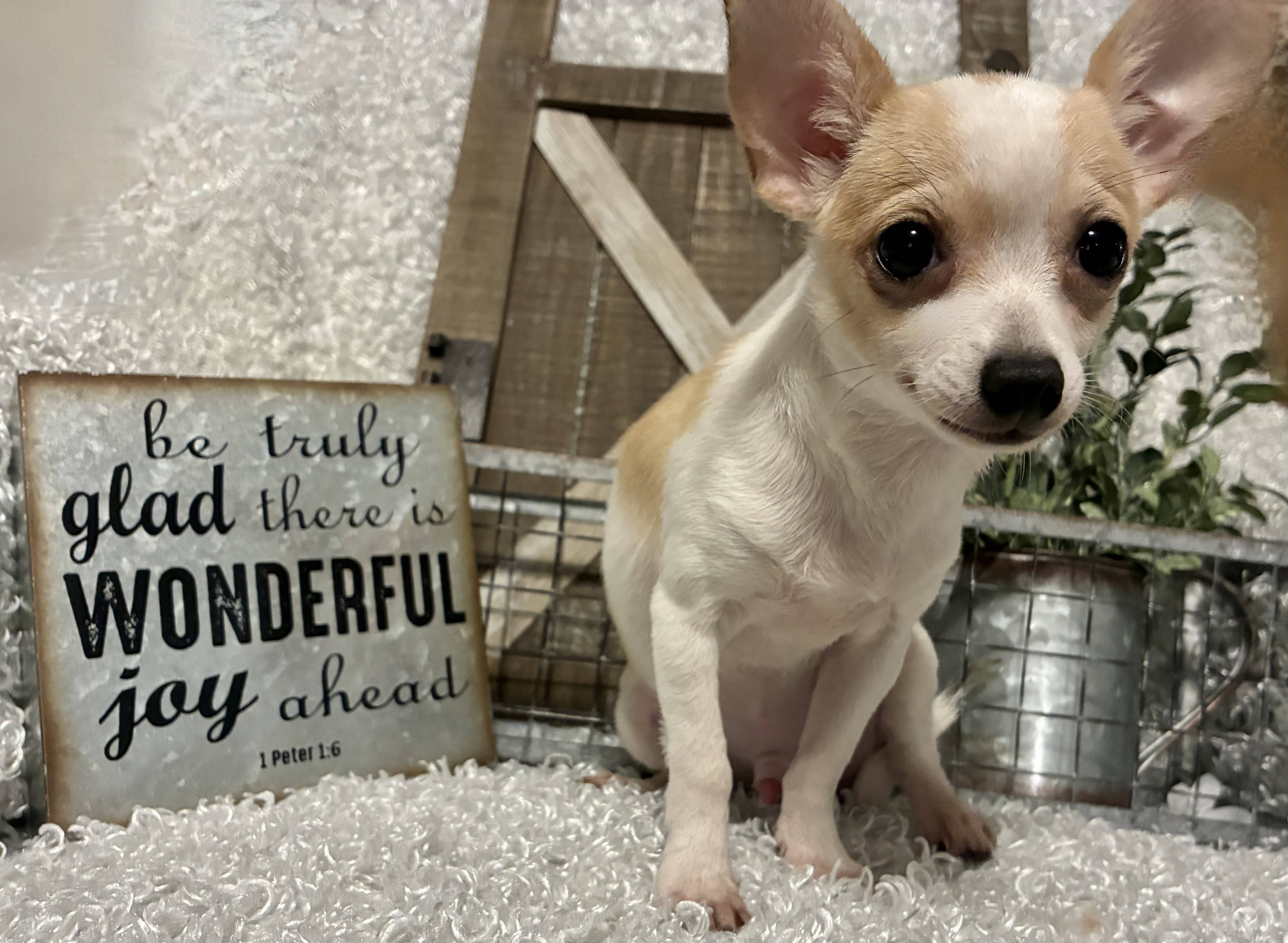 MALE CHIHUAHUA PUPPY!!! - Image 2