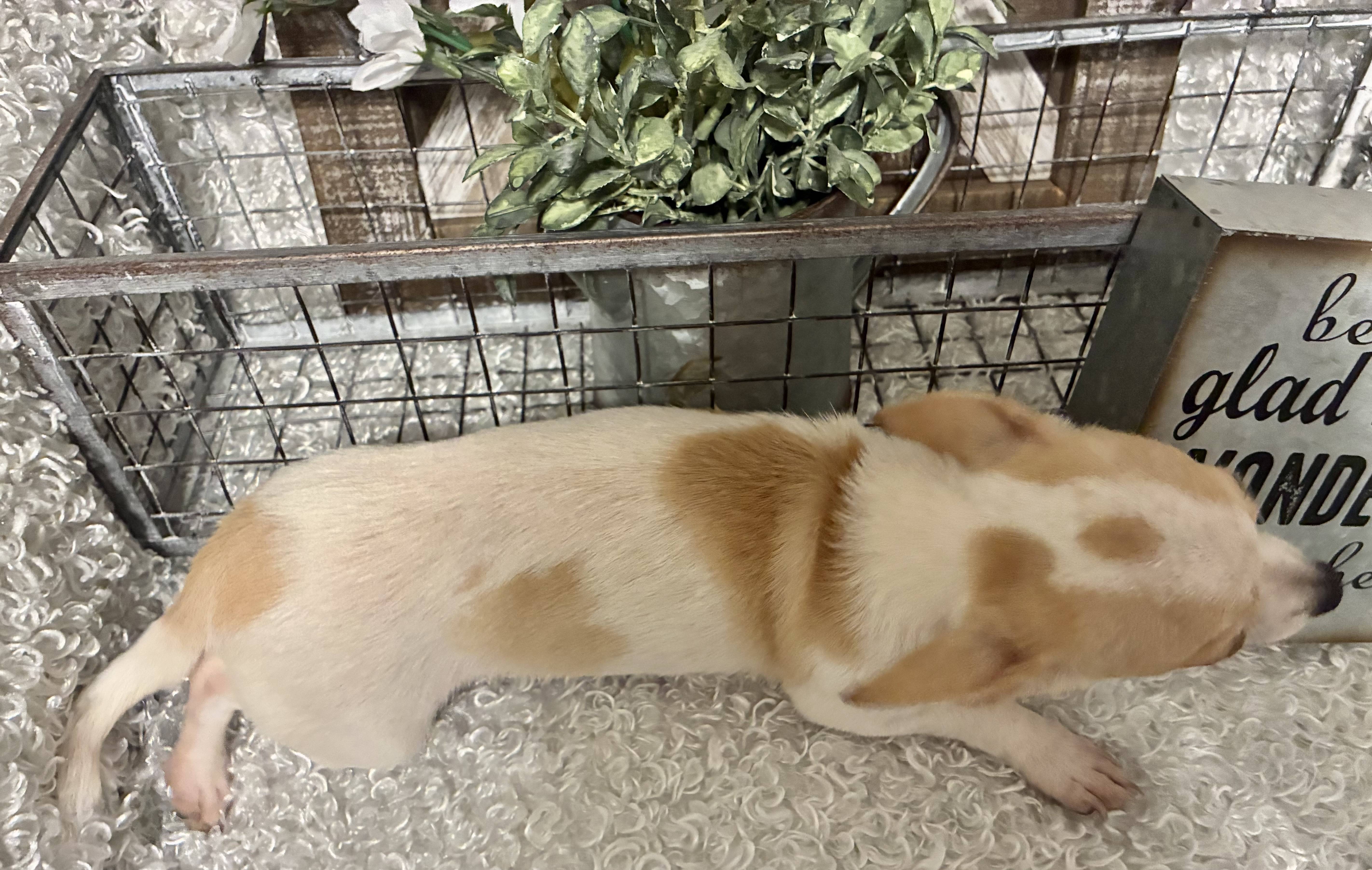MALE CHIHUAHUA PUPPY!!! - Image 3