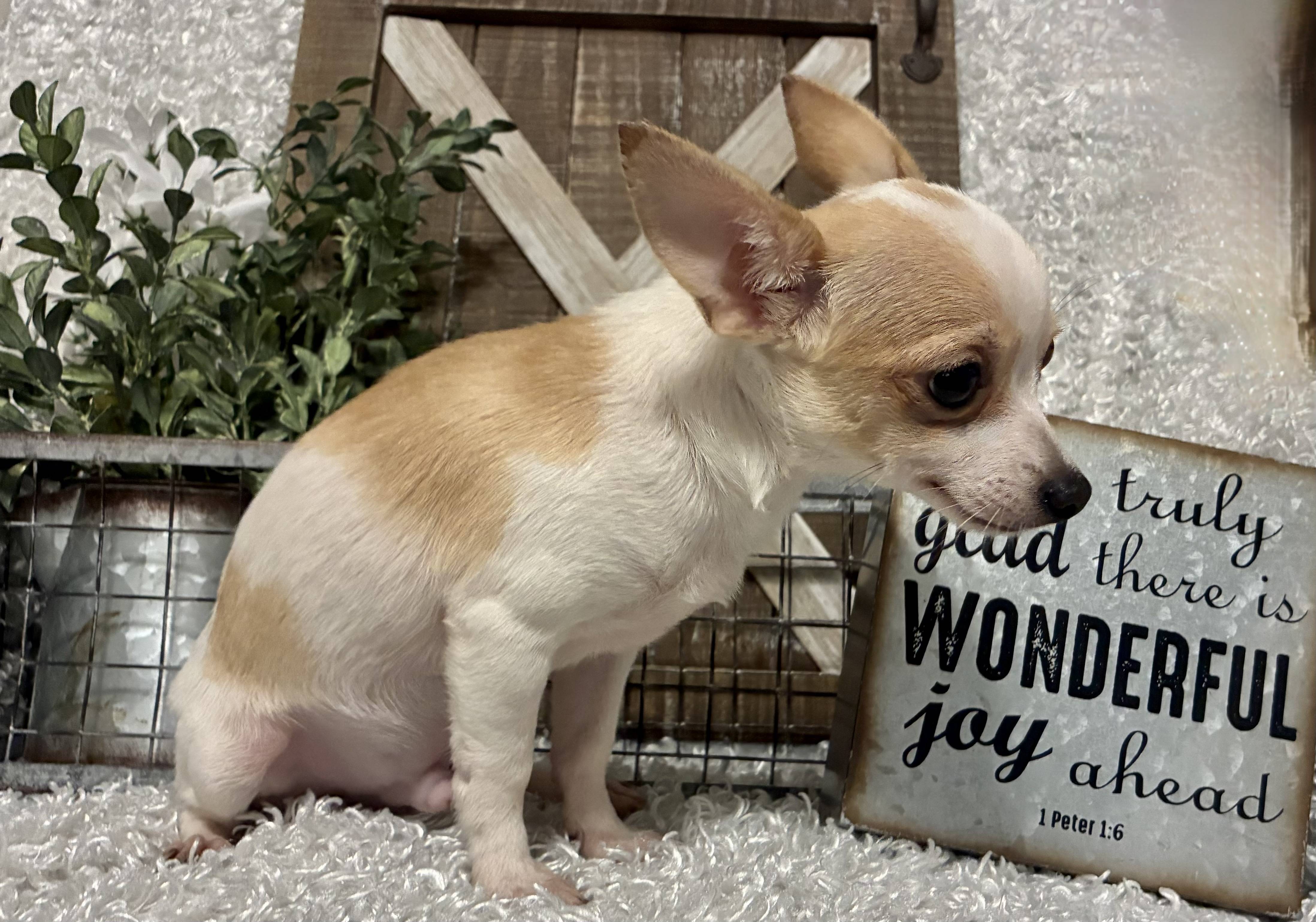 MALE CHIHUAHUA PUPPY!!! - Image 4