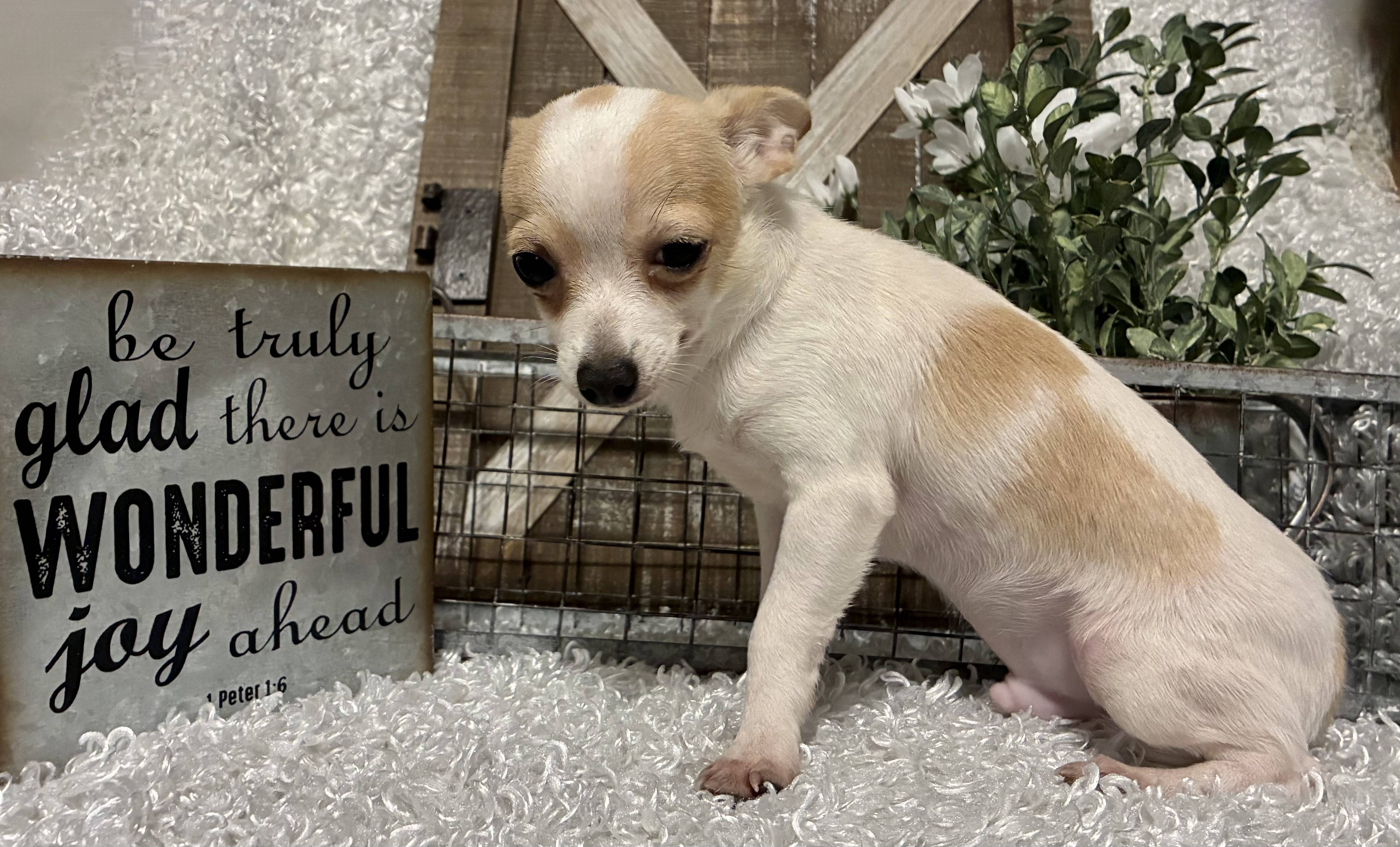 MALE CHIHUAHUA PUPPY!!! - Image 8