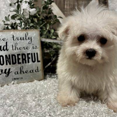 MALE MALTESE PUPPY!!!