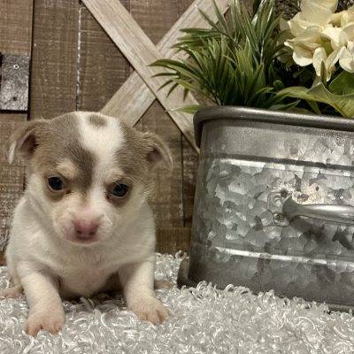 FEMALE CHIHUAHUA PUPPY!!!