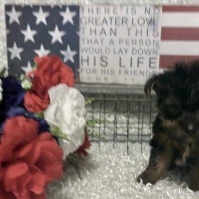 MALE YORKSHIRE TERRIER PUPPY!!!