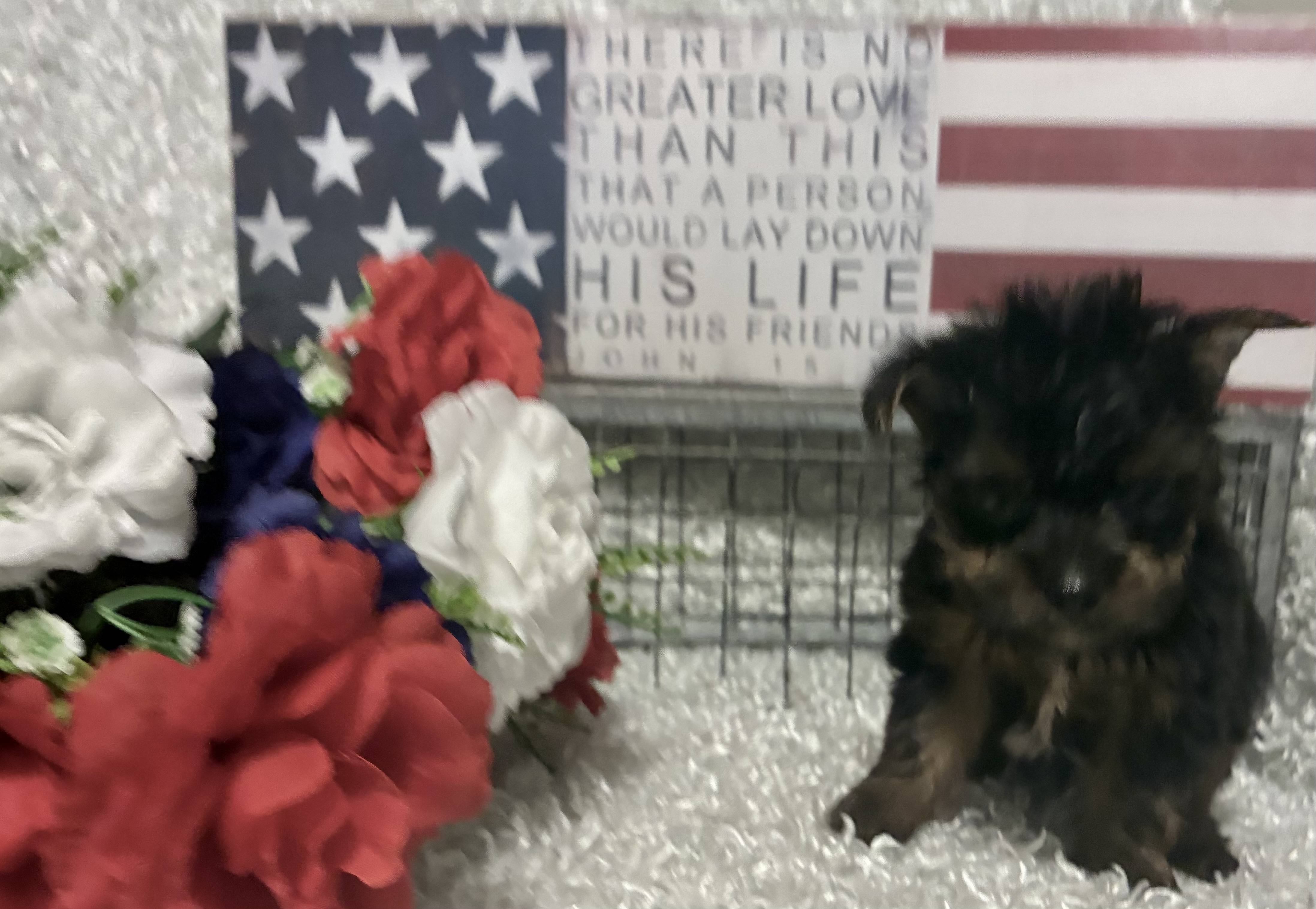MALE YORKSHIRE TERRIER PUPPY!!!