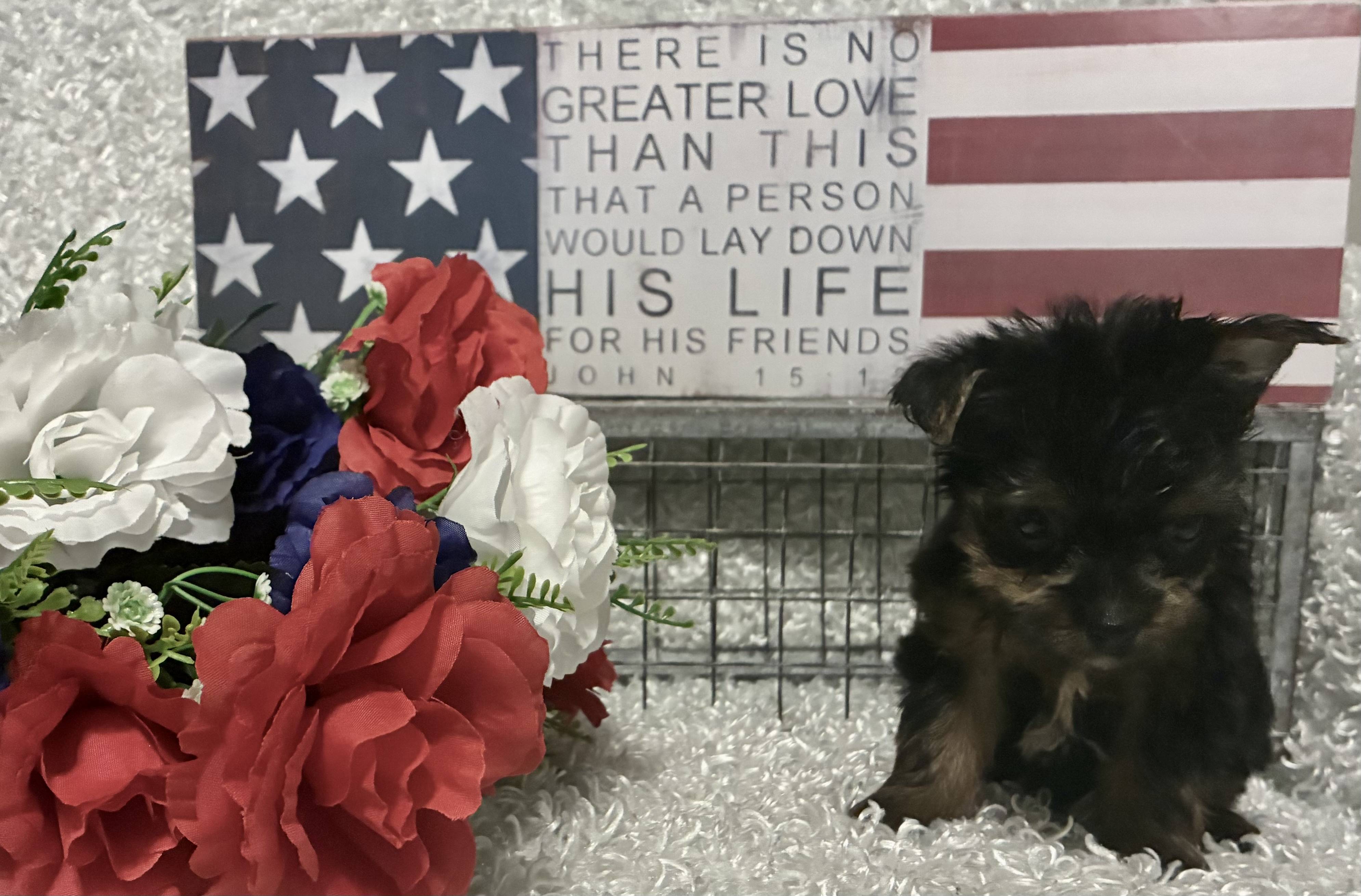 MALE YORKSHIRE TERRIER PUPPY!!! - Image 6