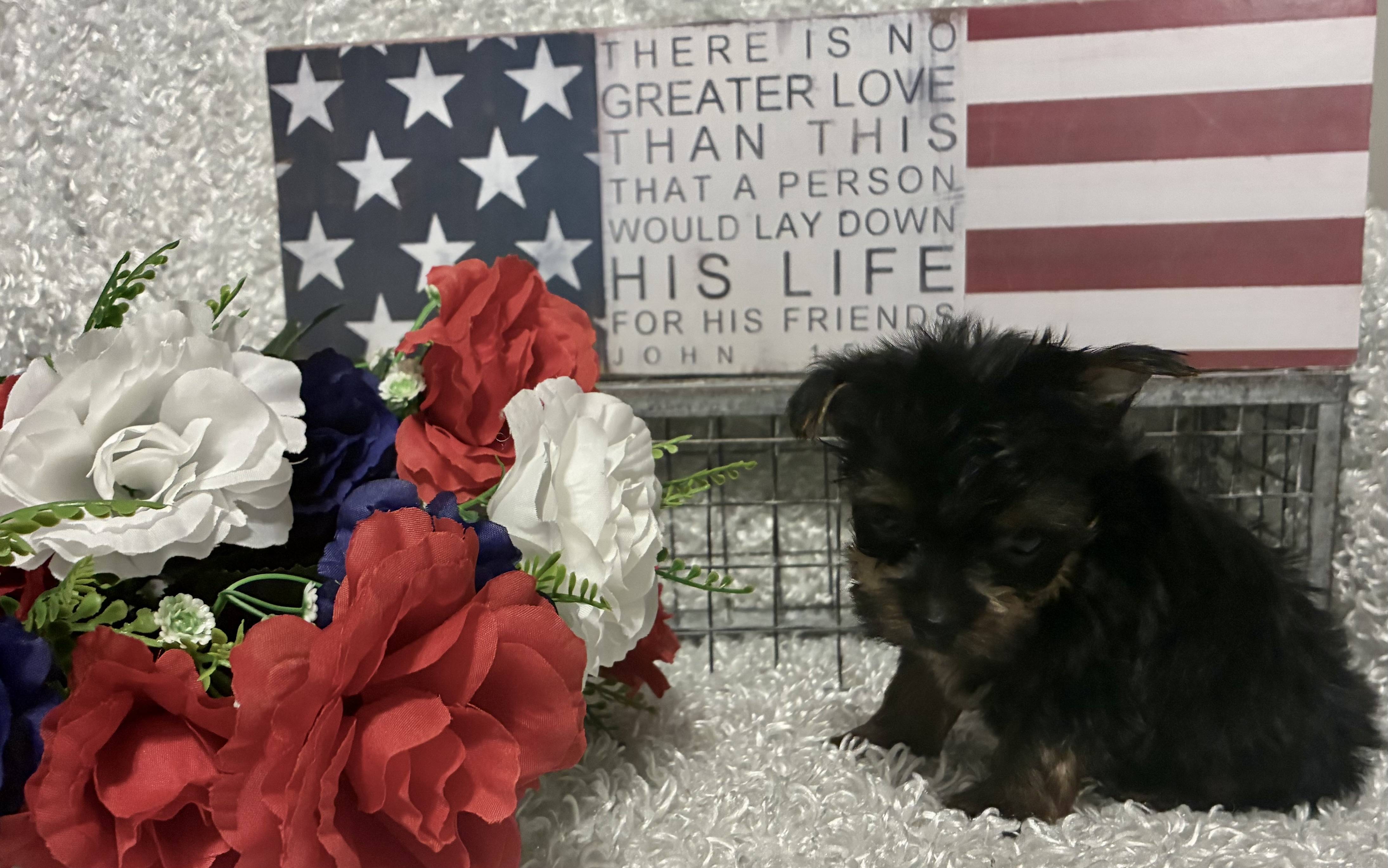 MALE YORKSHIRE TERRIER PUPPY!!! - Image 3