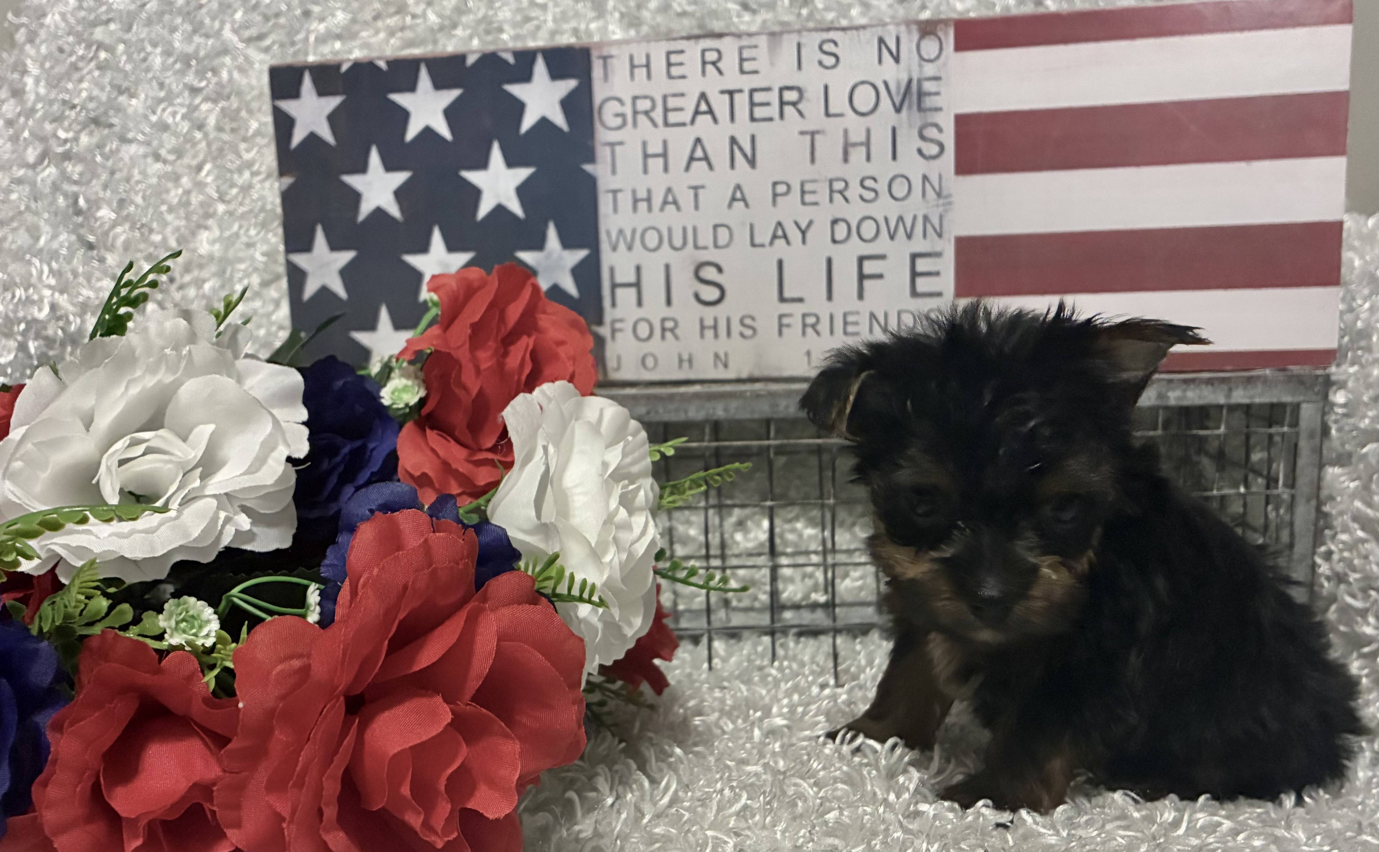 MALE YORKSHIRE TERRIER PUPPY!!! - Image 7