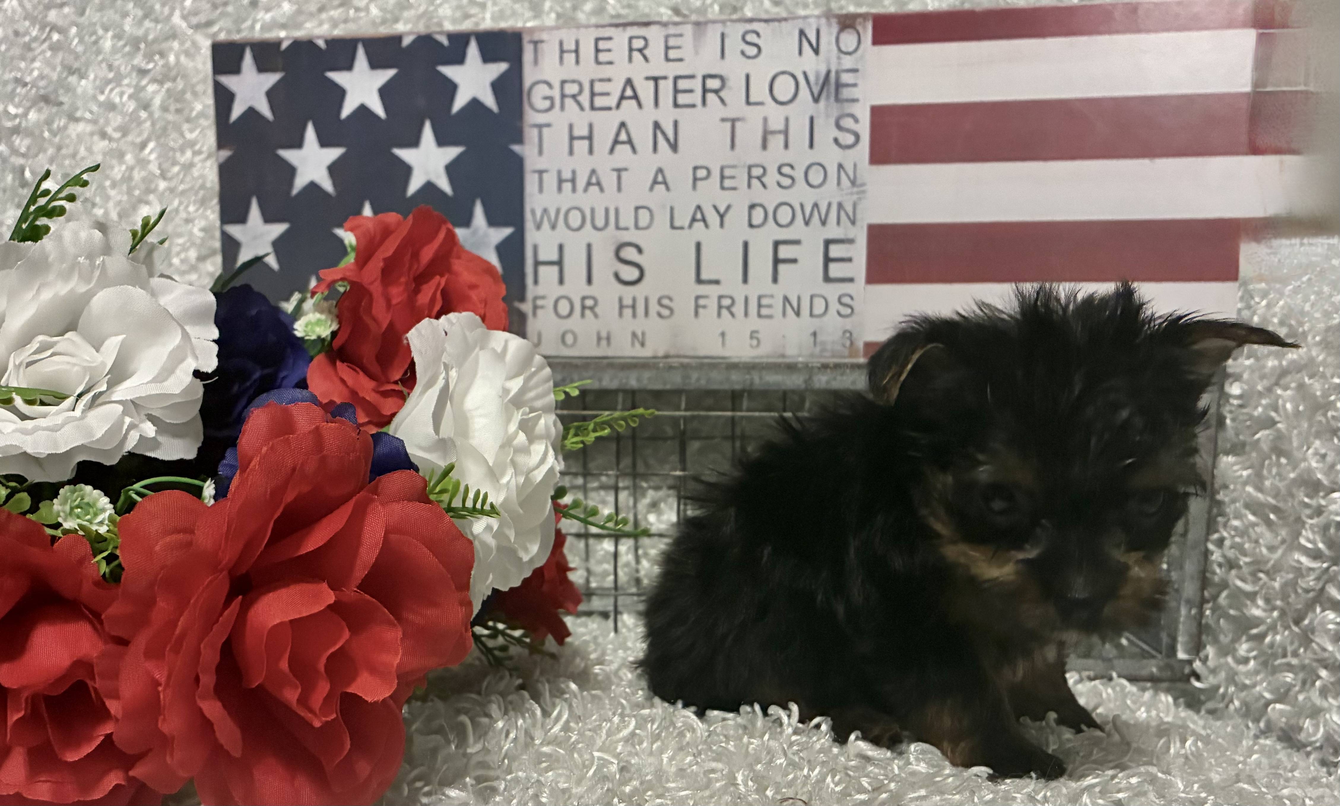 MALE YORKSHIRE TERRIER PUPPY!!! - Image 4
