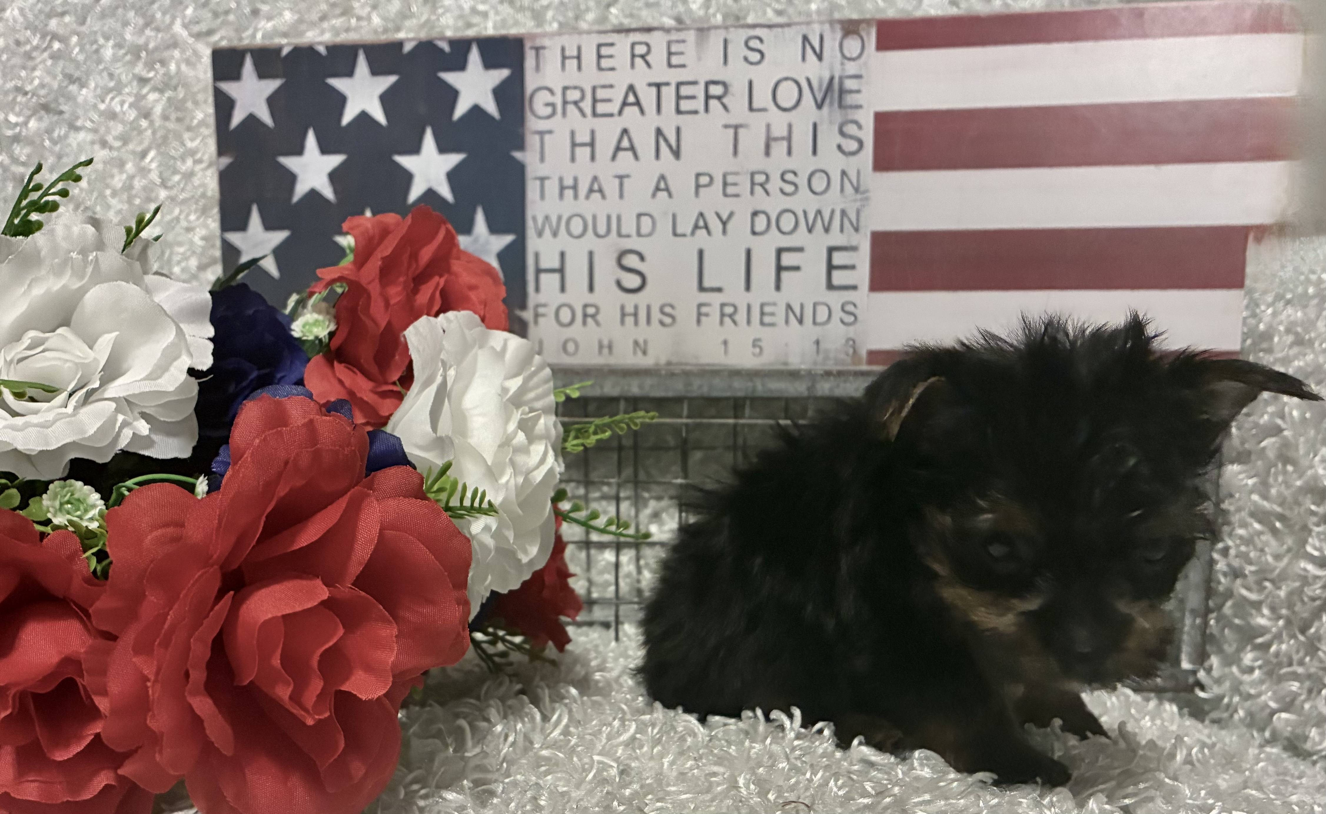 MALE YORKSHIRE TERRIER PUPPY!!! - Image 8