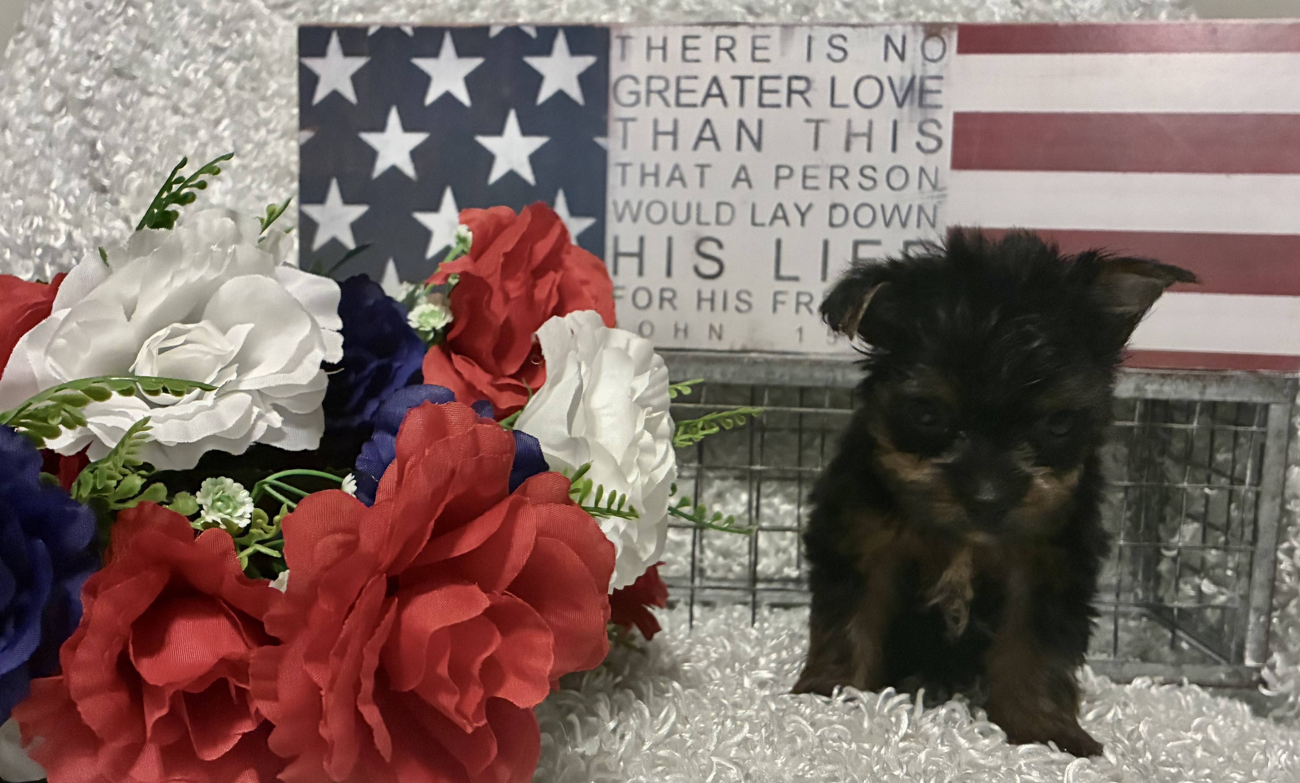 MALE YORKSHIRE TERRIER PUPPY!!! - Image 5