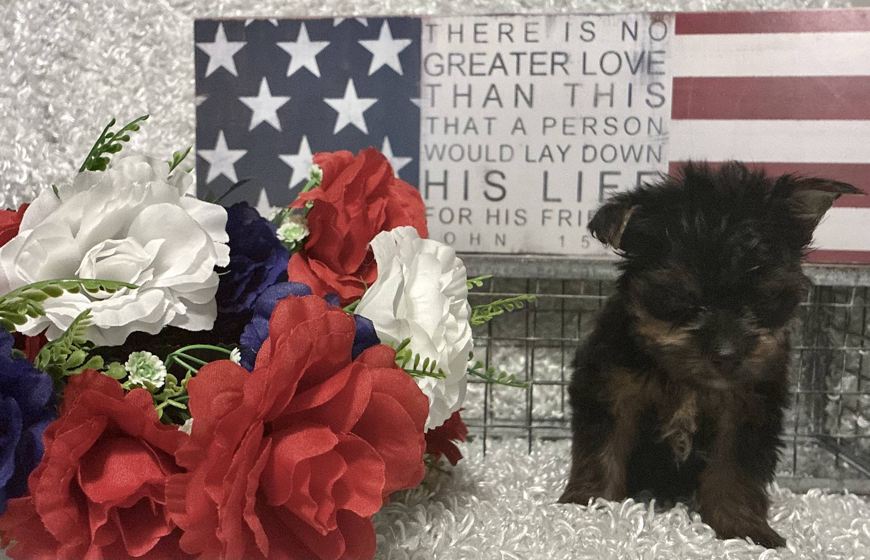 MALE YORKSHIRE TERRIER PUPPY!!! - Image 9