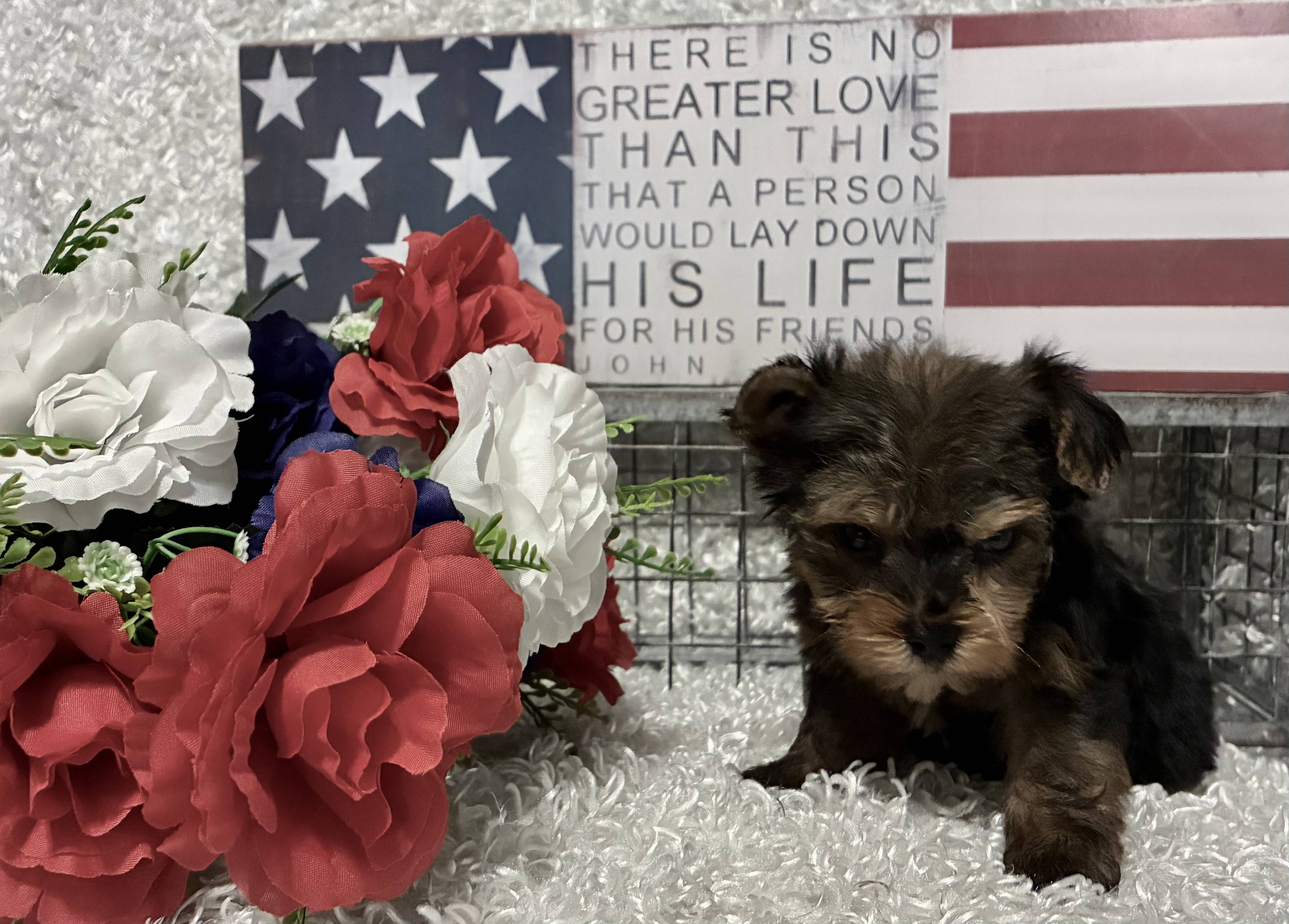 MALE YORKSHIRE TERRIER PUPPY!!! -- RESERVED FOR ADOPTION!!! - Image 2