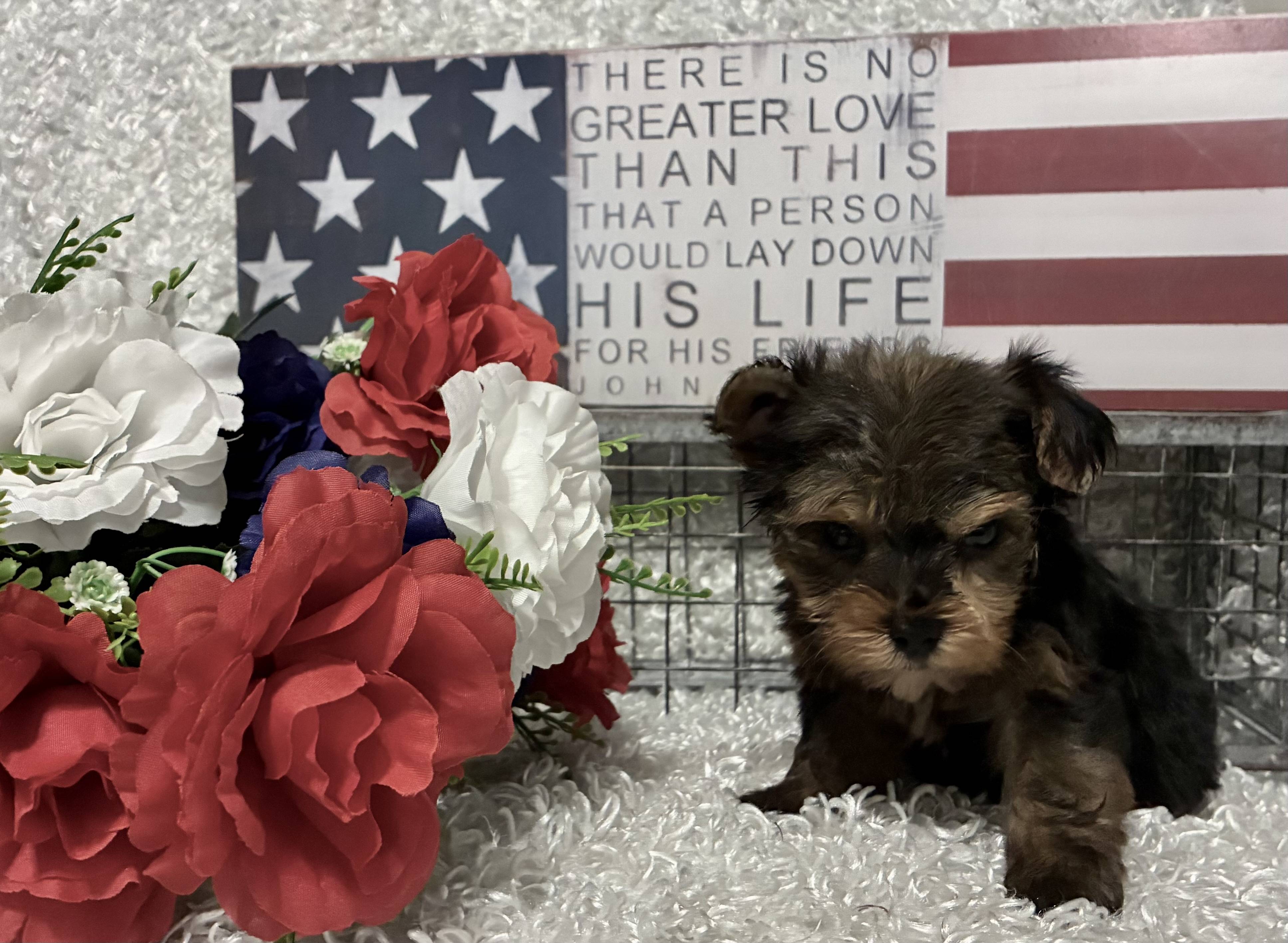 MALE YORKSHIRE TERRIER PUPPY!!! -- RESERVED FOR ADOPTION!!! - Image 6