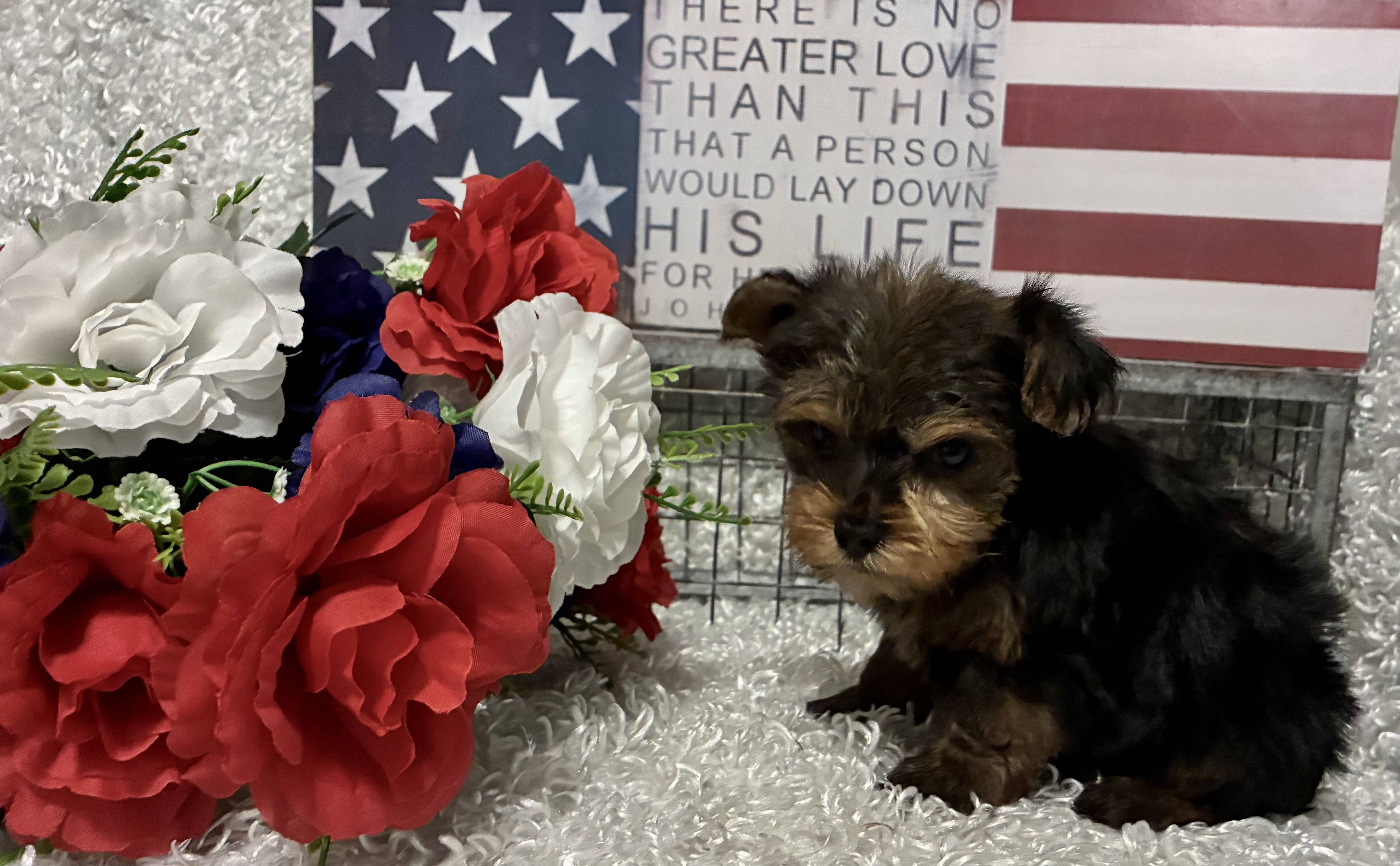 MALE YORKSHIRE TERRIER PUPPY!!! -- RESERVED FOR ADOPTION!!! - Image 3