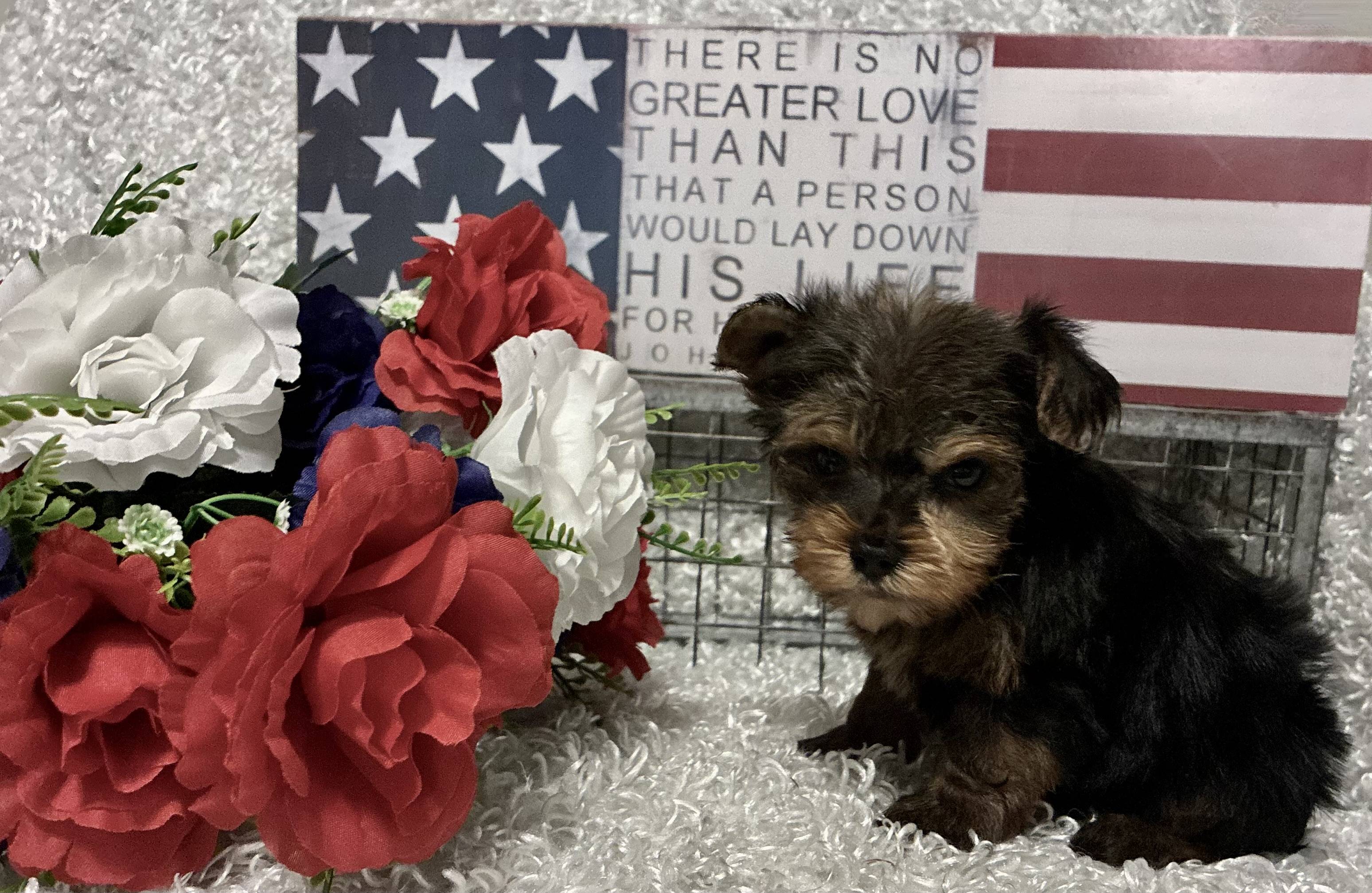 MALE YORKSHIRE TERRIER PUPPY!!! -- RESERVED FOR ADOPTION!!! - Image 7