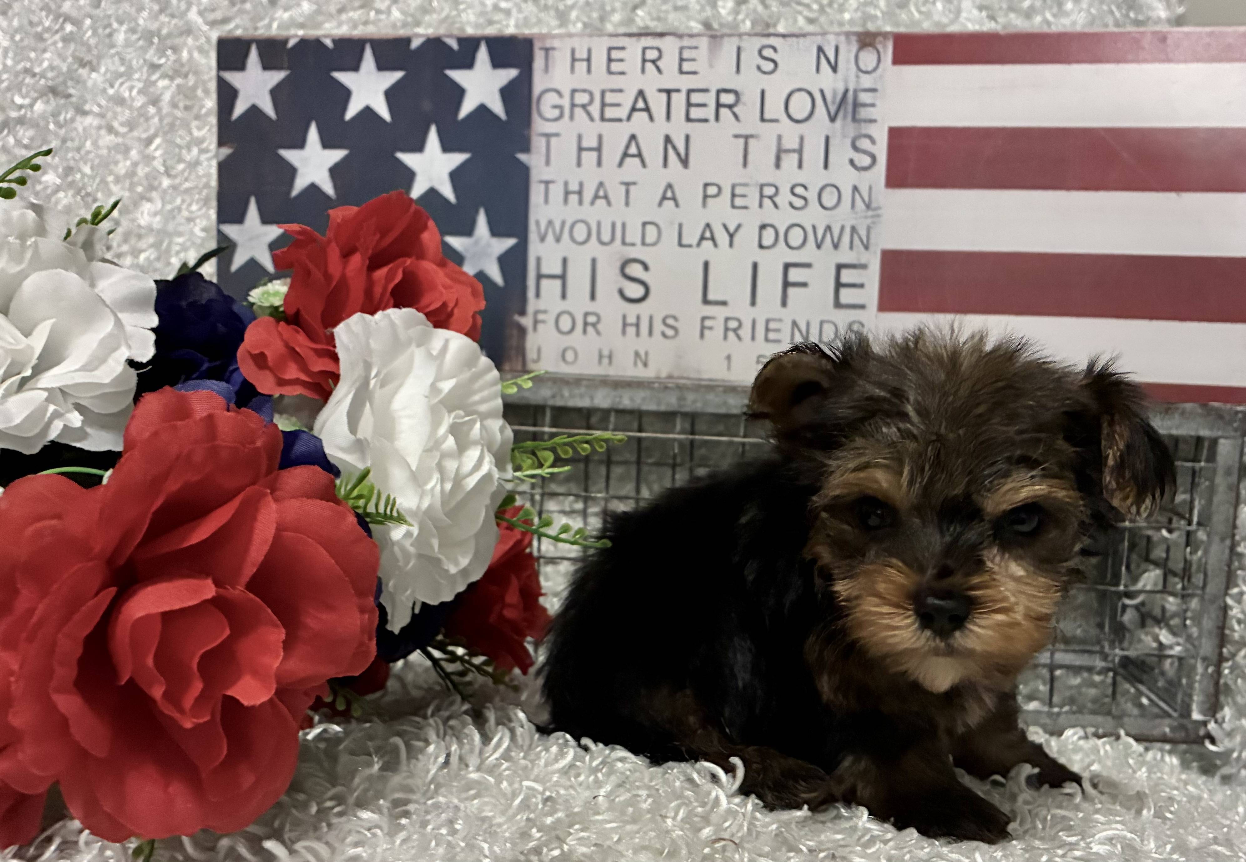 MALE YORKSHIRE TERRIER PUPPY!!! -- RESERVED FOR ADOPTION!!! - Image 4