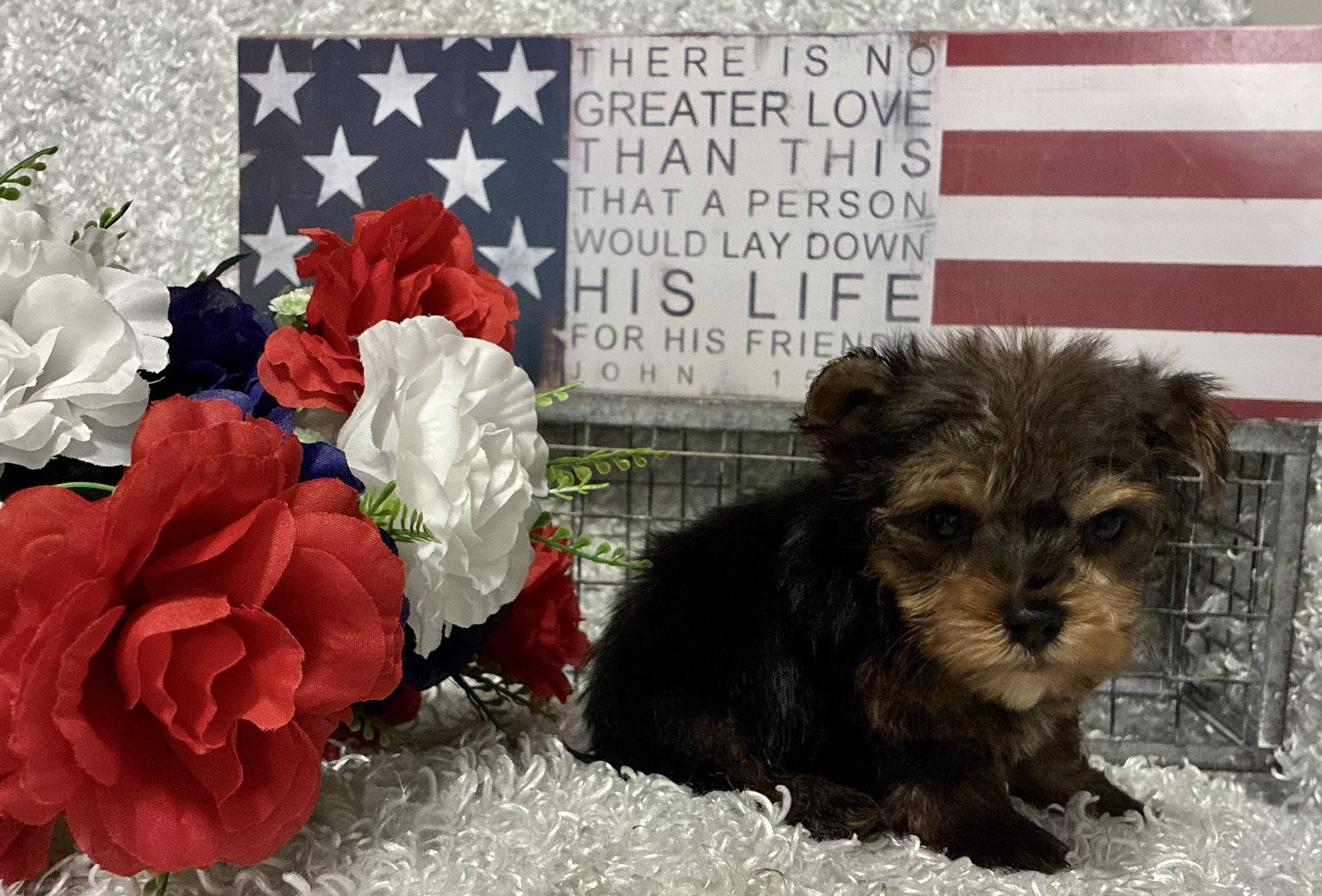 MALE YORKSHIRE TERRIER PUPPY!!! -- RESERVED FOR ADOPTION!!! - Image 8