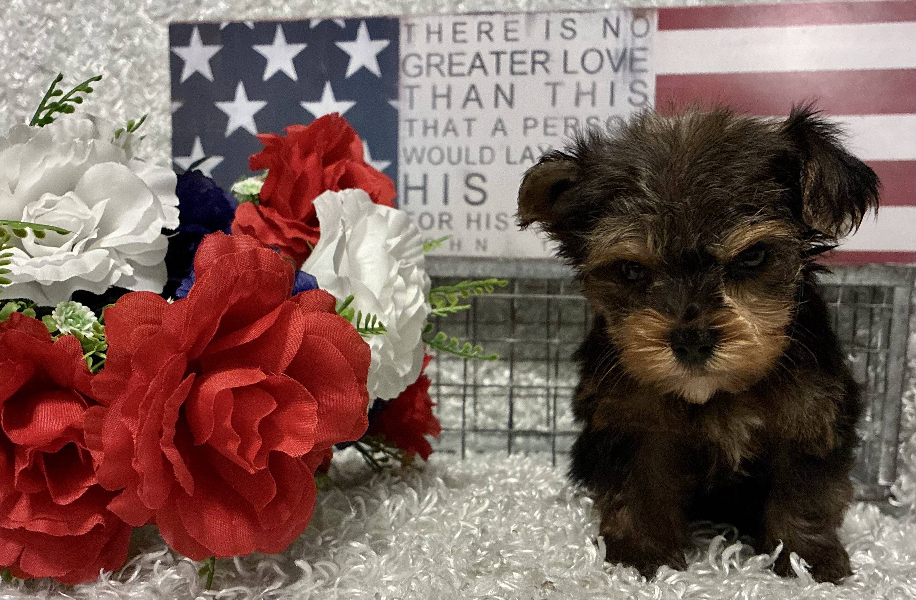 MALE YORKSHIRE TERRIER PUPPY!!! -- RESERVED FOR ADOPTION!!! - Image 5