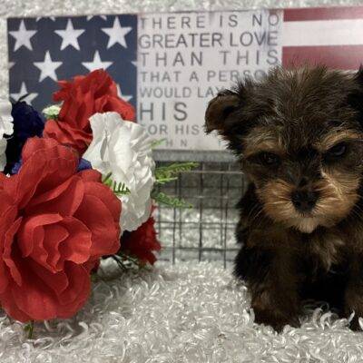 MALE YORKSHIRE TERRIER PUPPY!!! -- RESERVED FOR ADOPTION!!!