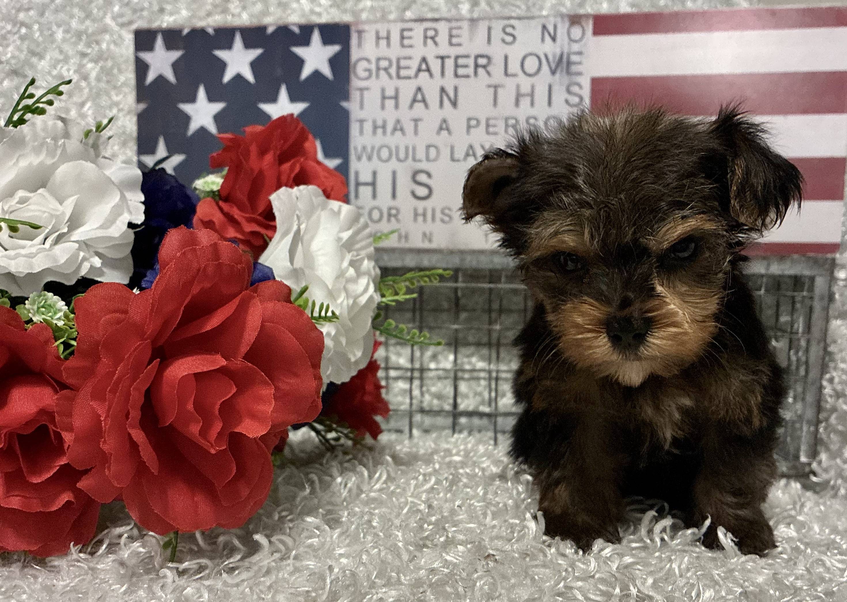 MALE YORKSHIRE TERRIER PUPPY!!! -- RESERVED FOR ADOPTION!!!
