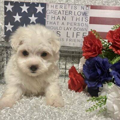 MALE MALTESE PUPPY!!!