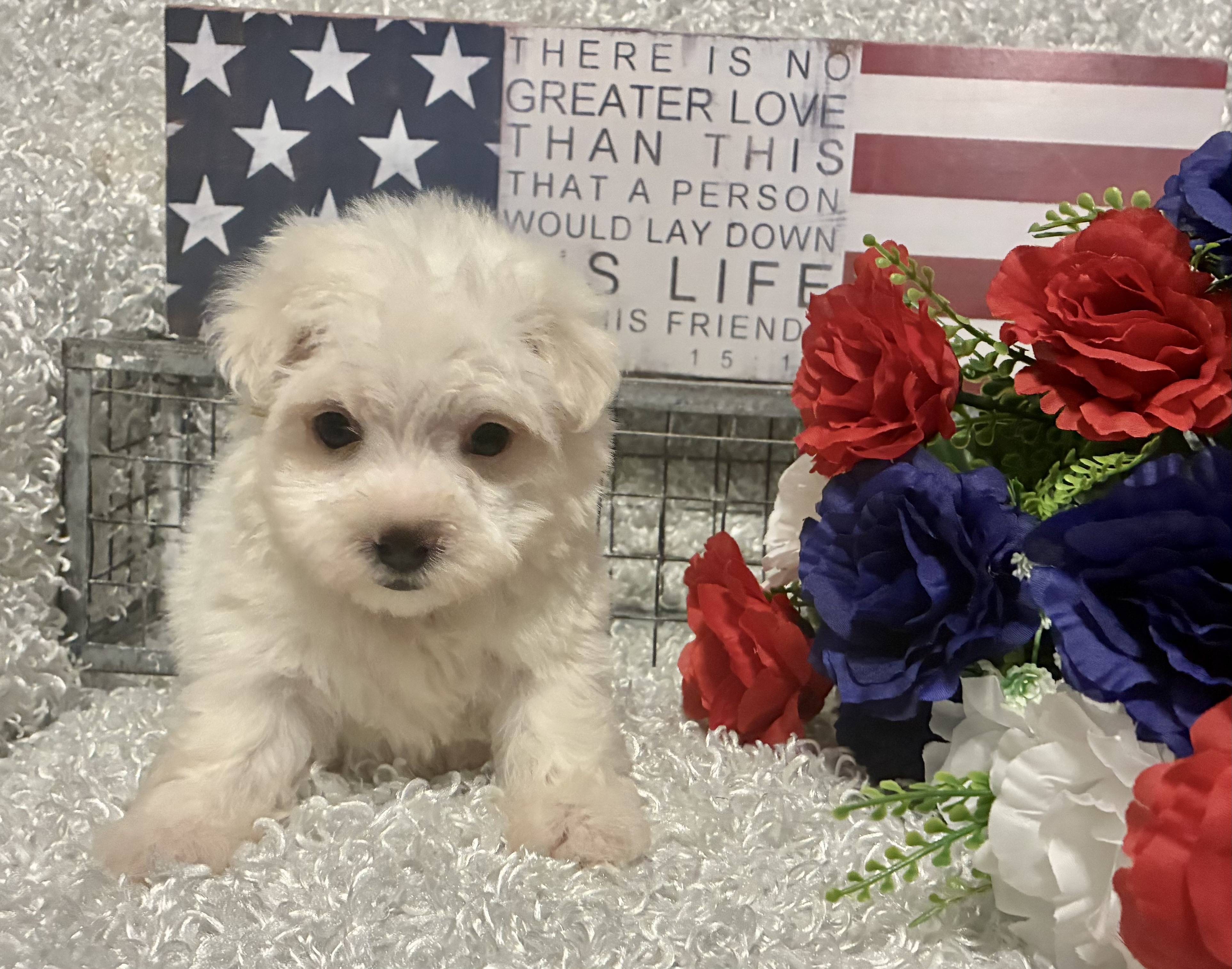 MALE MALTESE PUPPY!!!