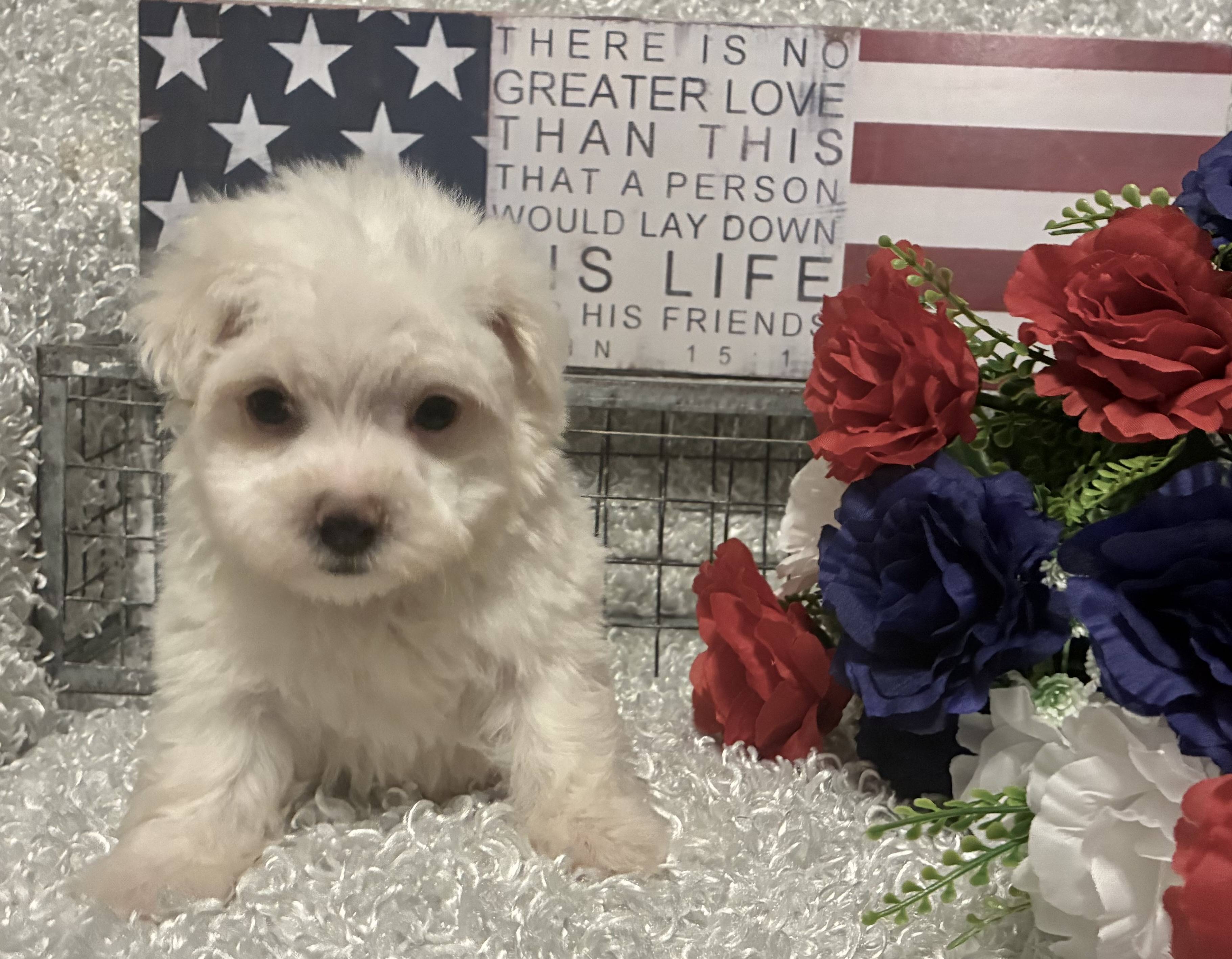 MALE MALTESE PUPPY!!! - Image 6
