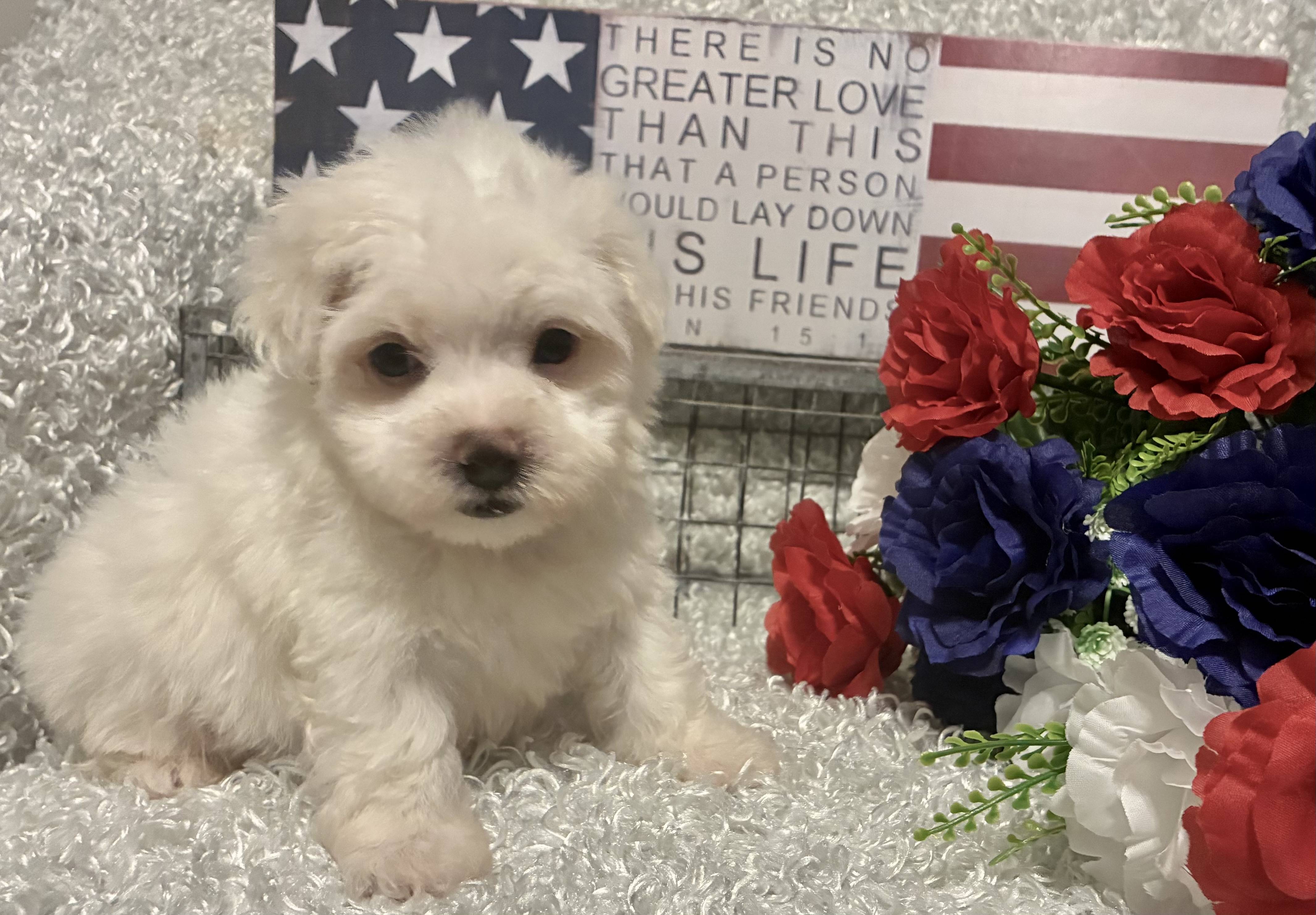 MALE MALTESE PUPPY!!! - Image 3