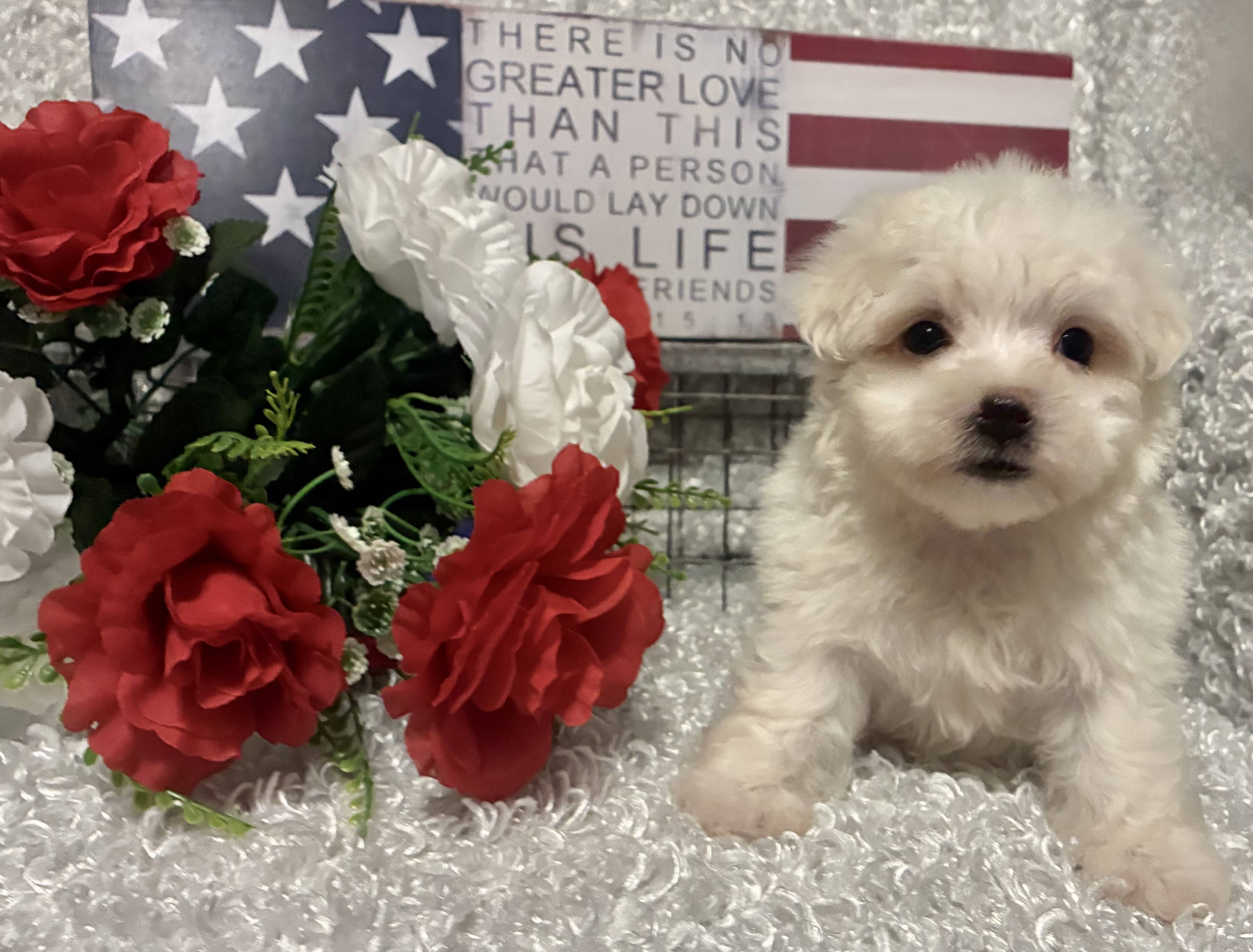 MALE MALTESE PUPPY!!! - Image 4