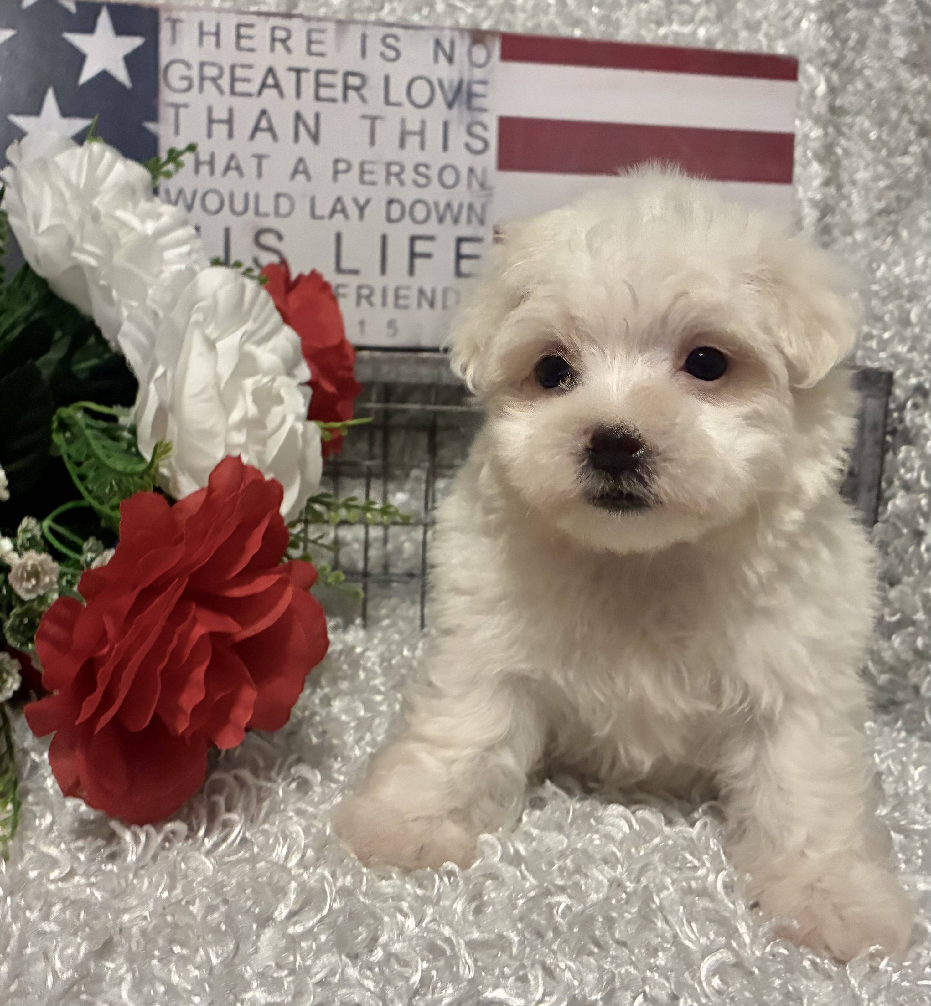 MALE MALTESE PUPPY!!! - Image 8