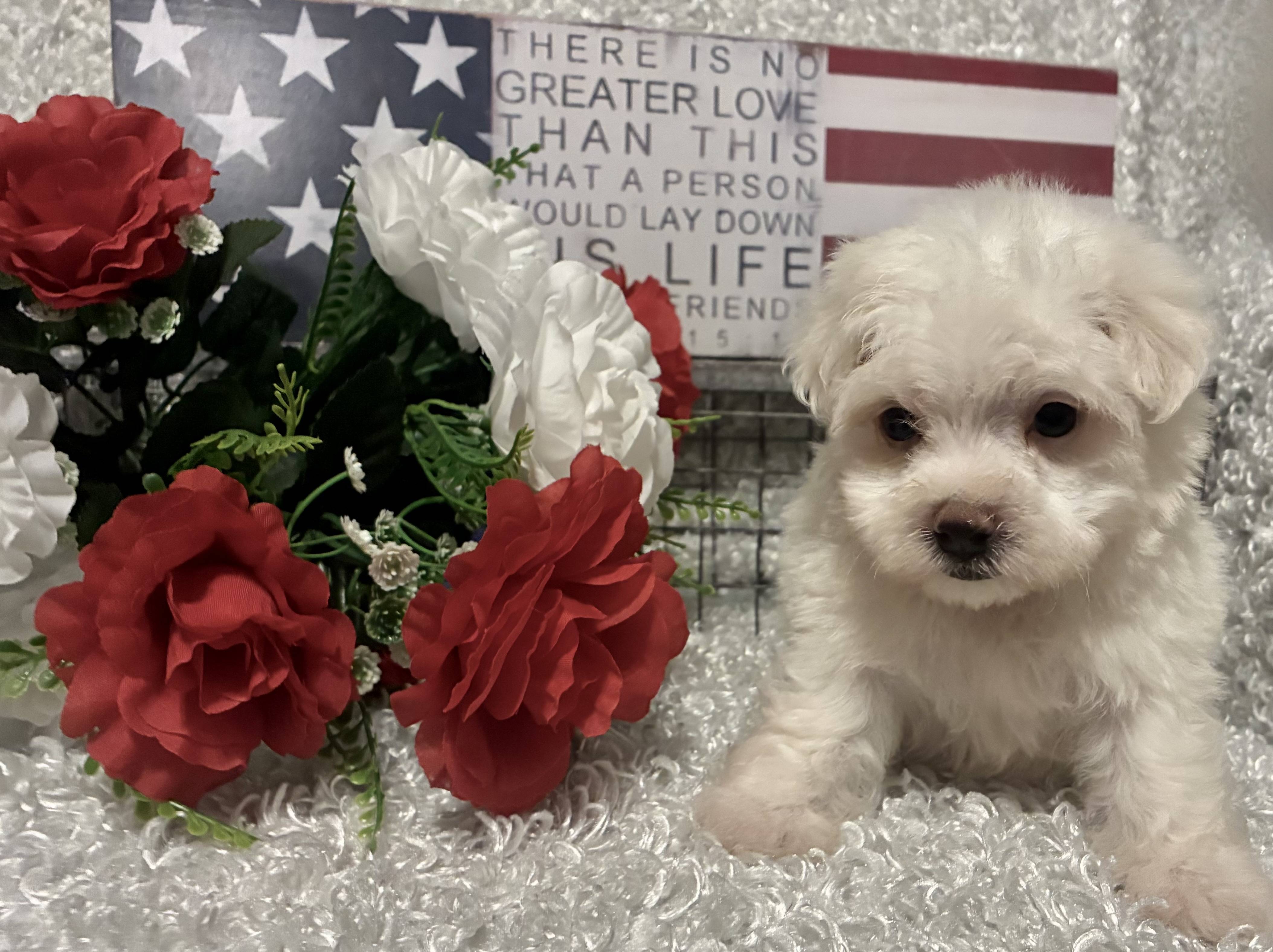 MALE MALTESE PUPPY!!! - Image 9