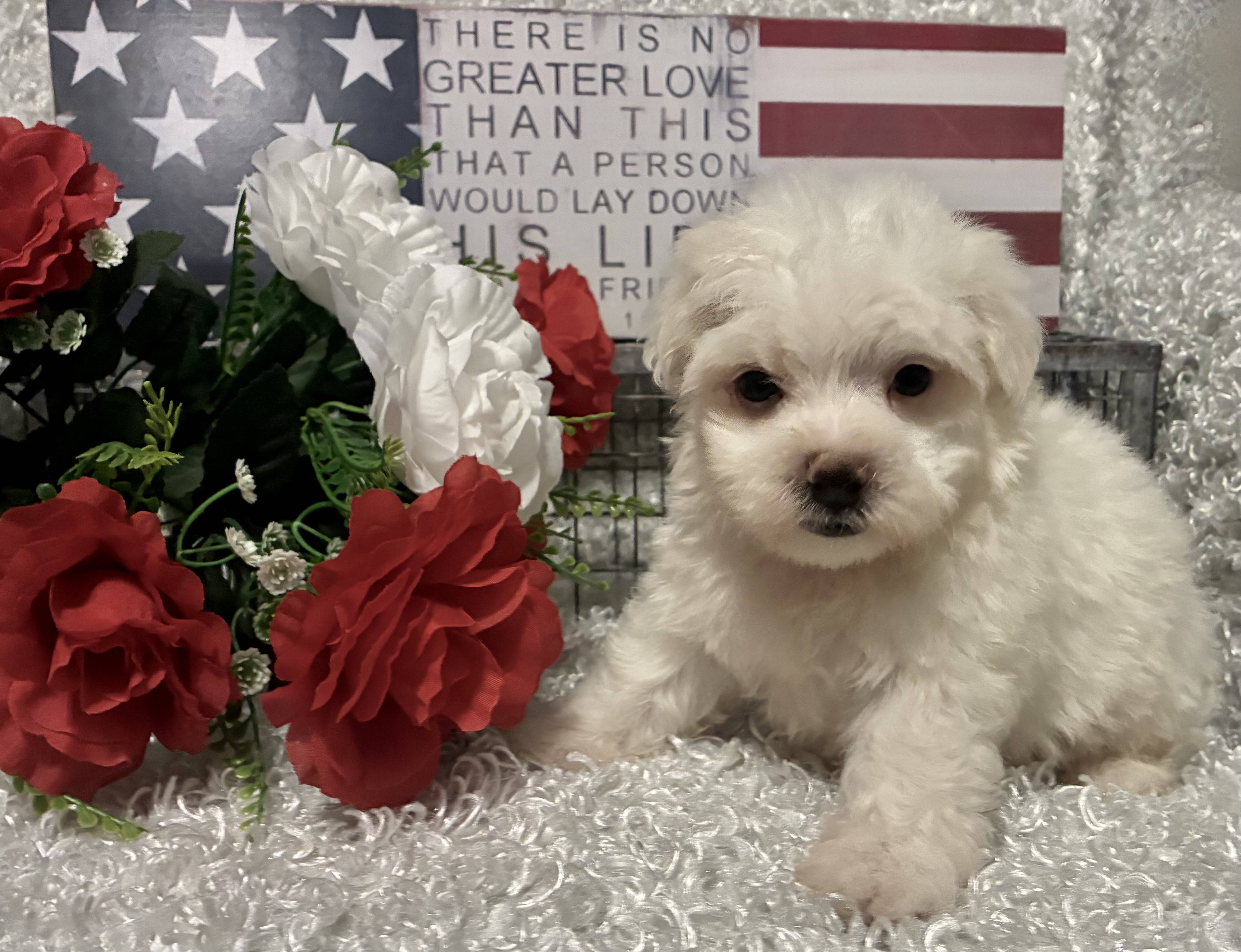 MALE MALTESE PUPPY!!! - Image 5