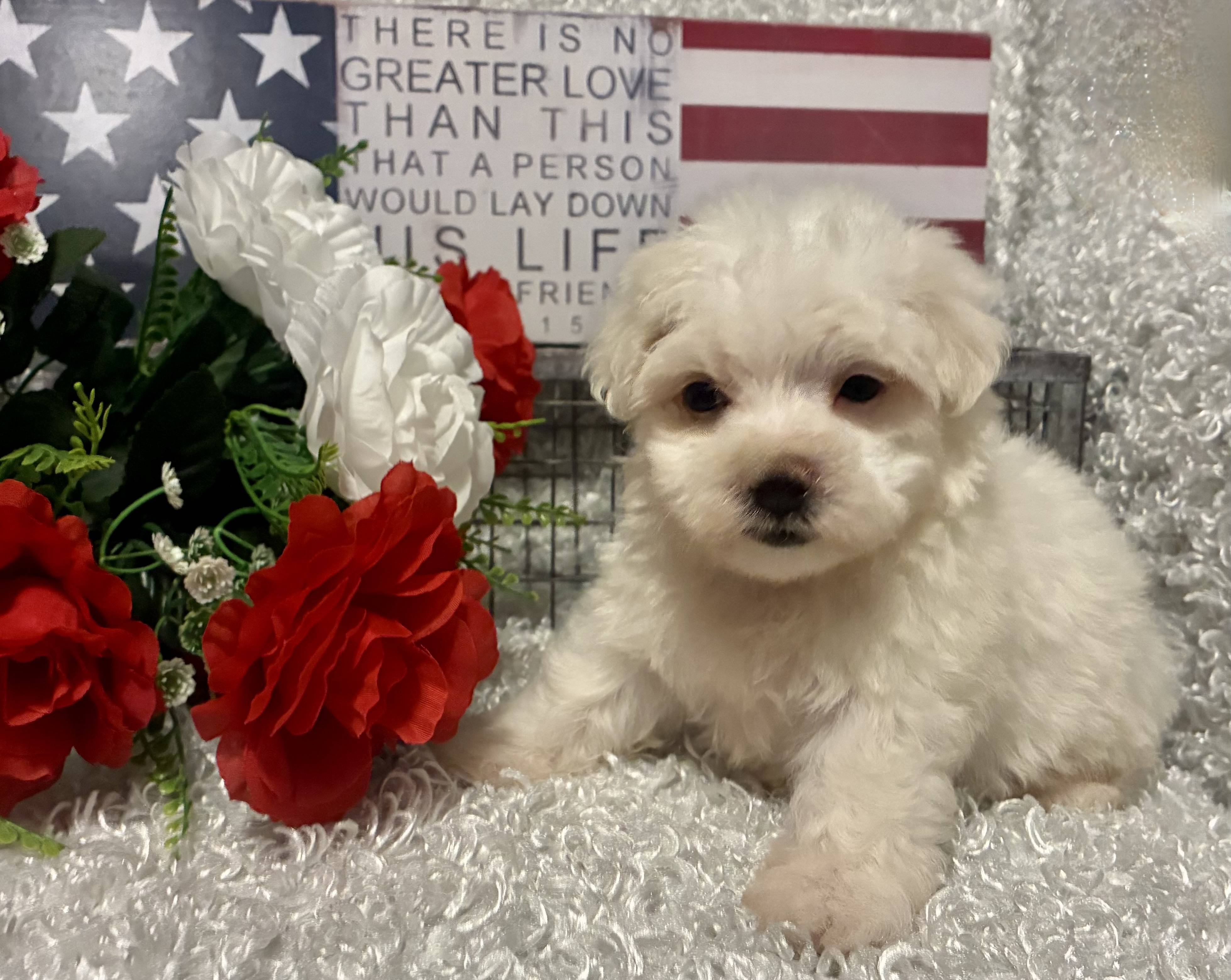 MALE MALTESE PUPPY!!! - Image 7