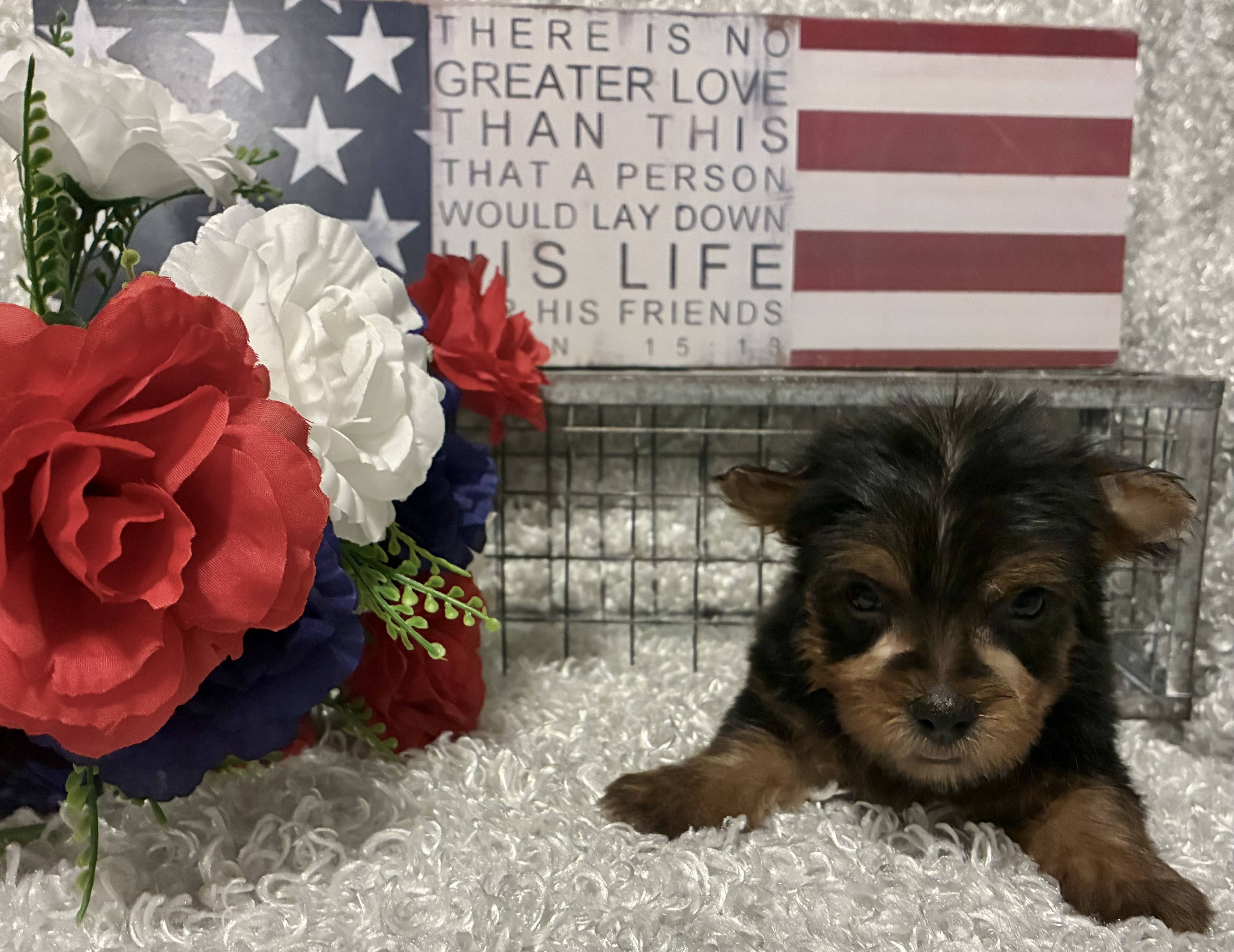 MALE YORKIE PUPPY!!! - Image 12