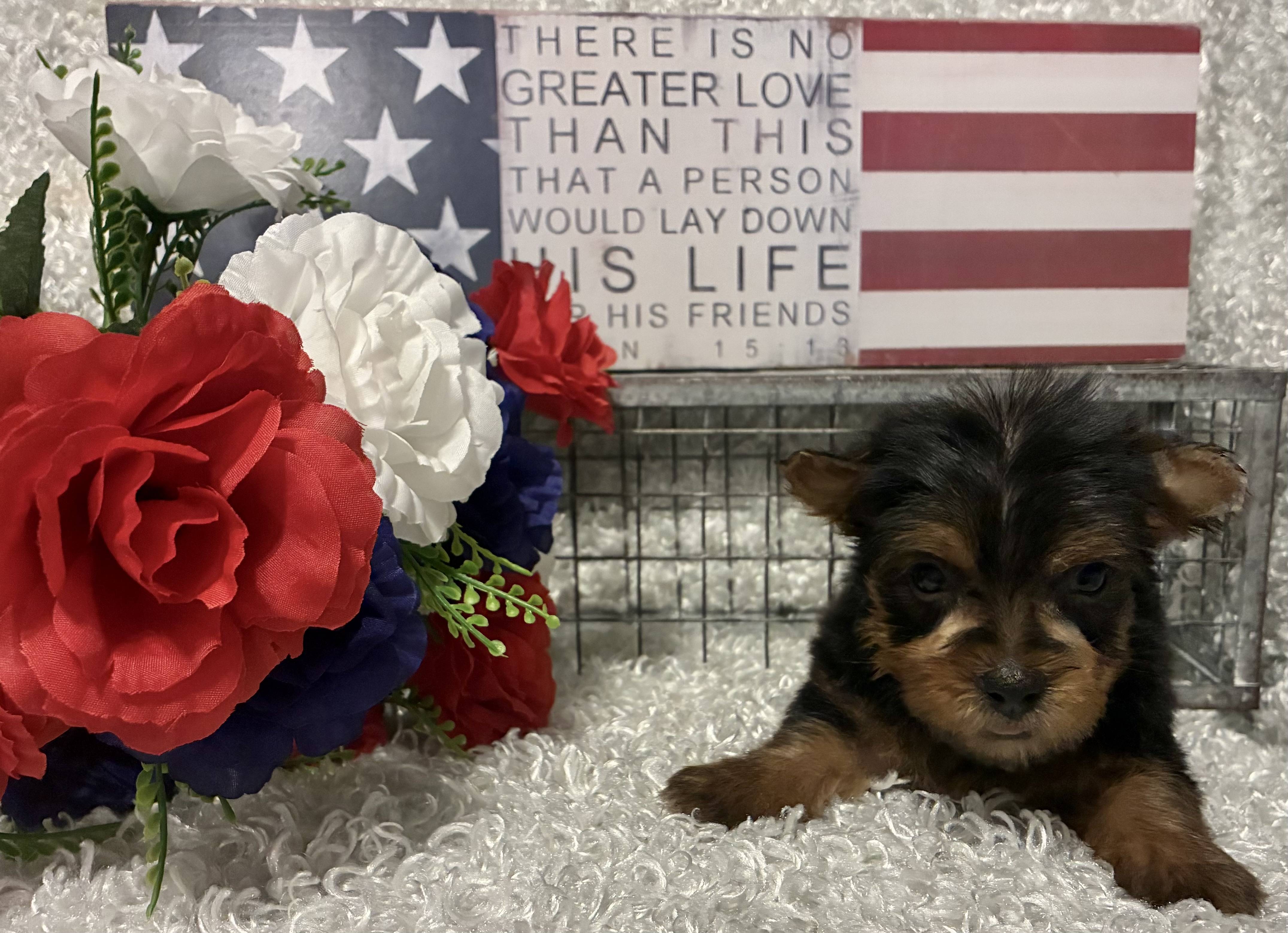 MALE YORKIE PUPPY!!! - Image 7