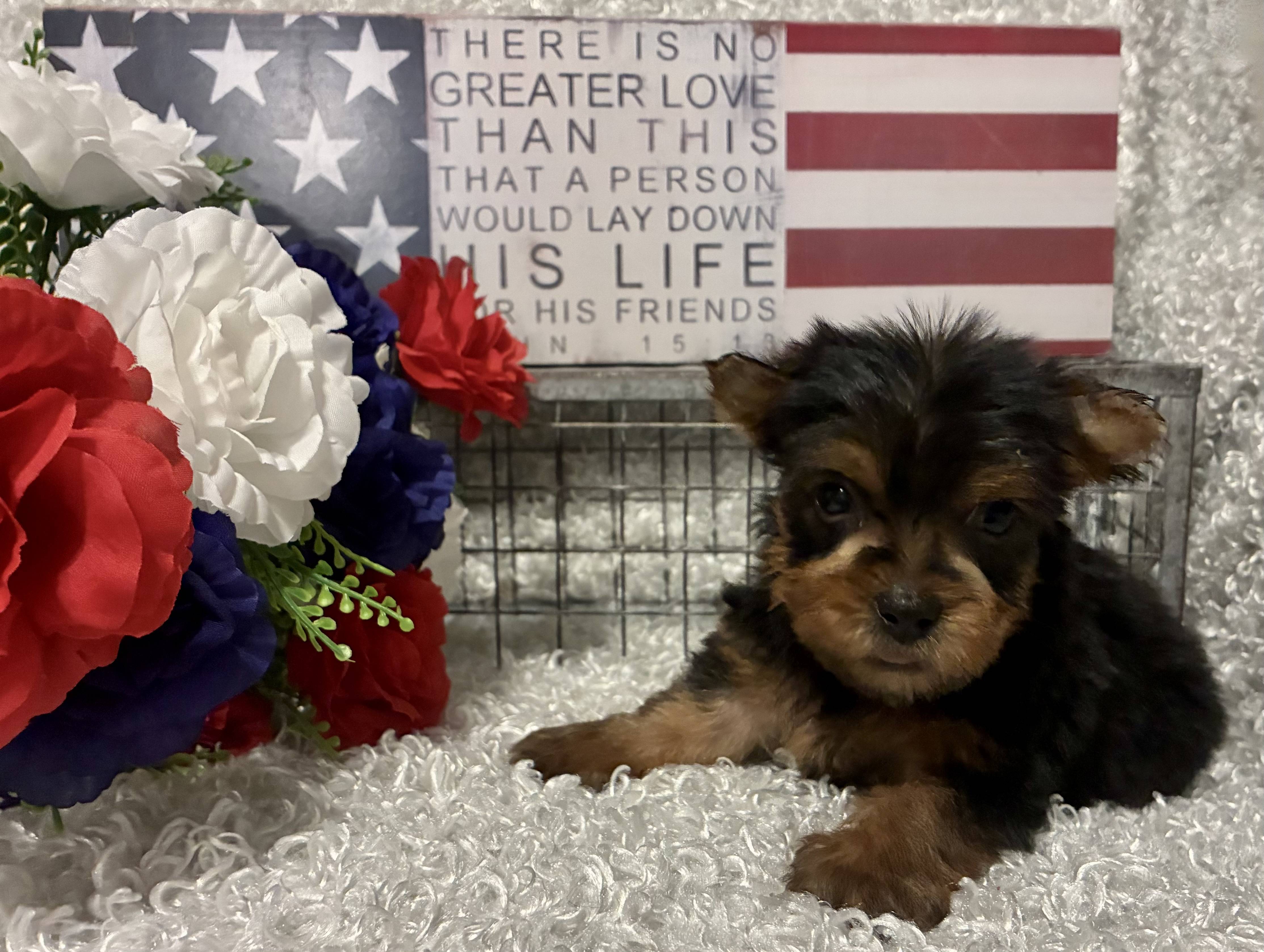 MALE YORKIE PUPPY!!! - Image 2