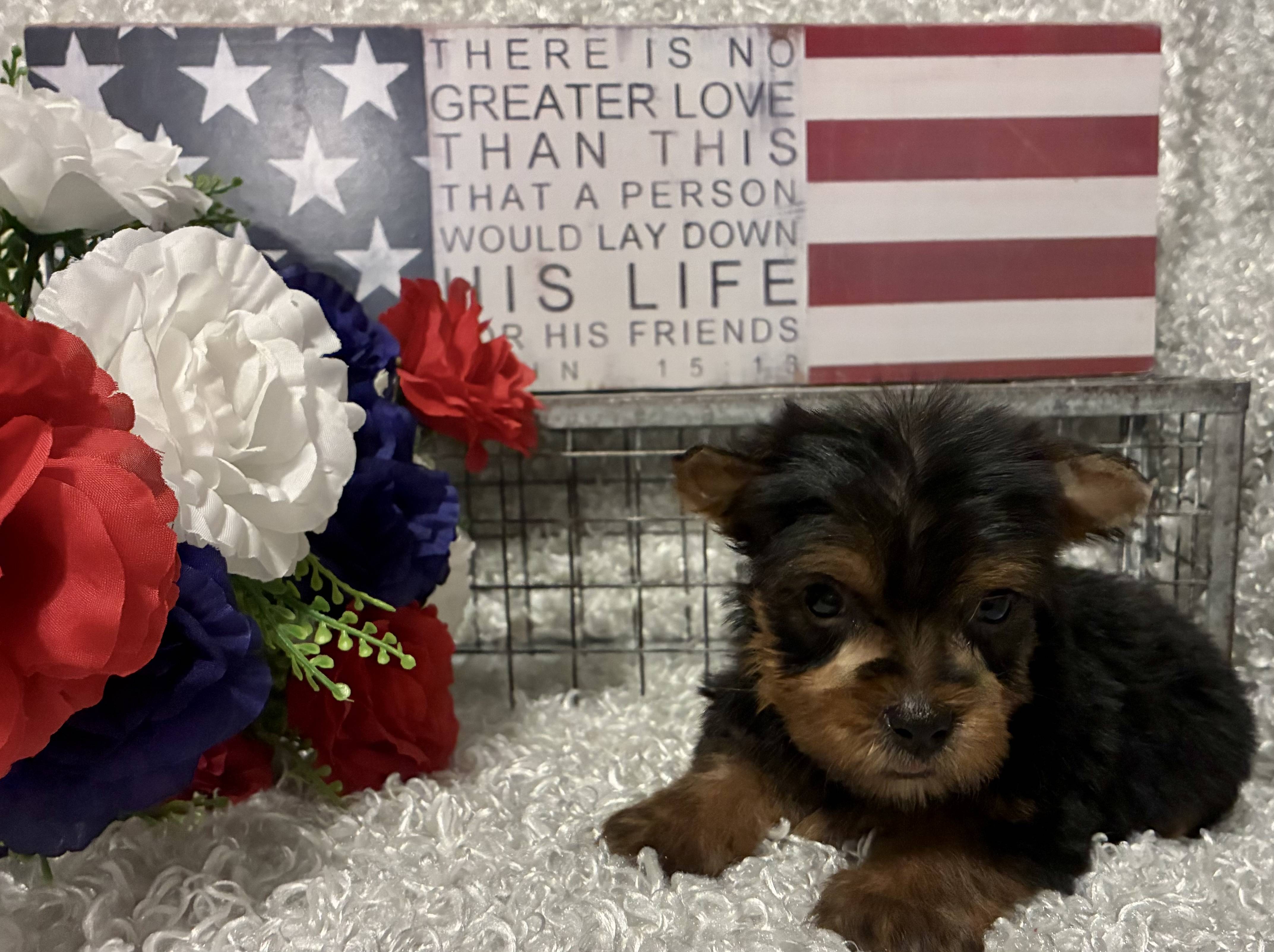 MALE YORKIE PUPPY!!! - Image 6