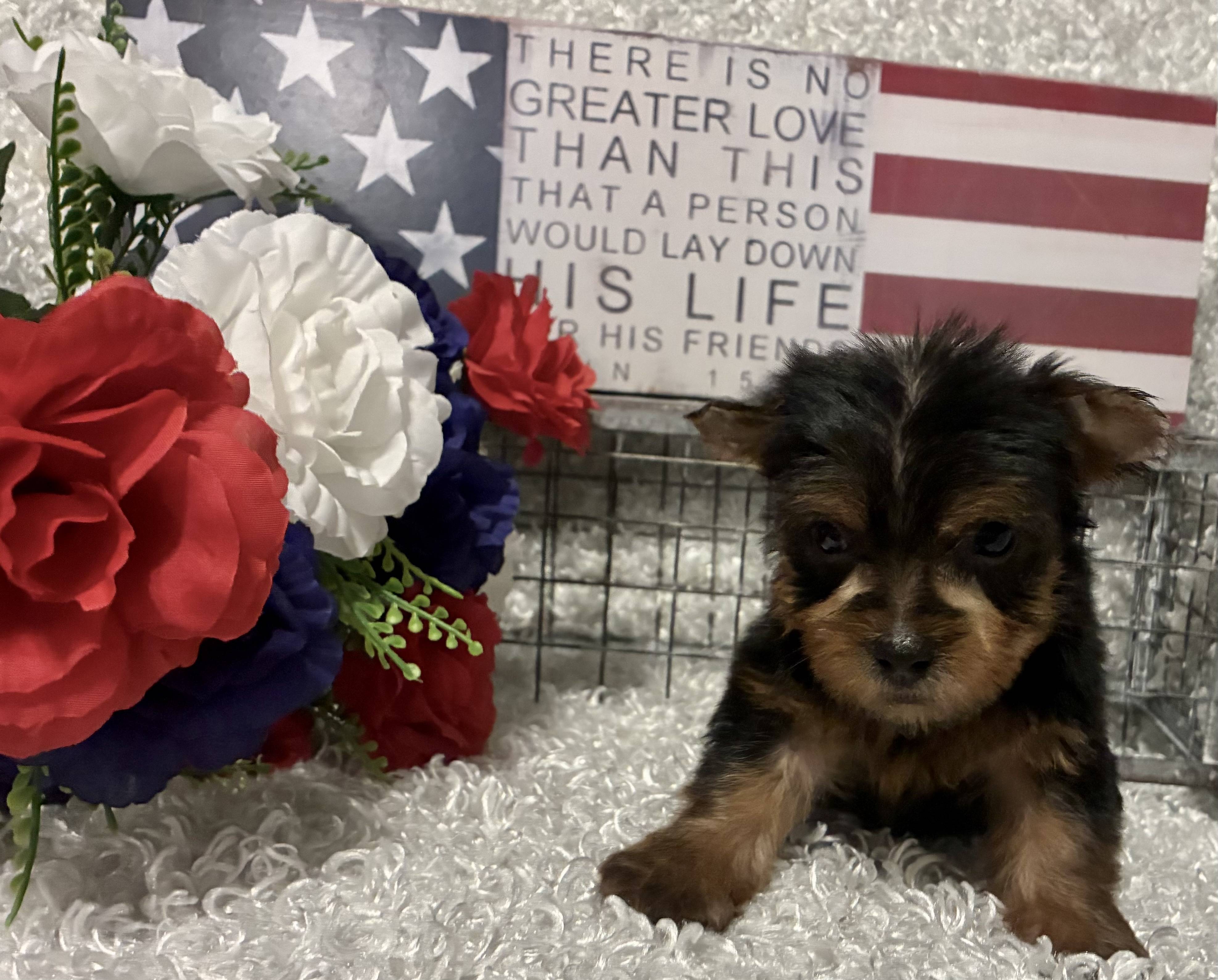 MALE YORKIE PUPPY!!! - Image 11