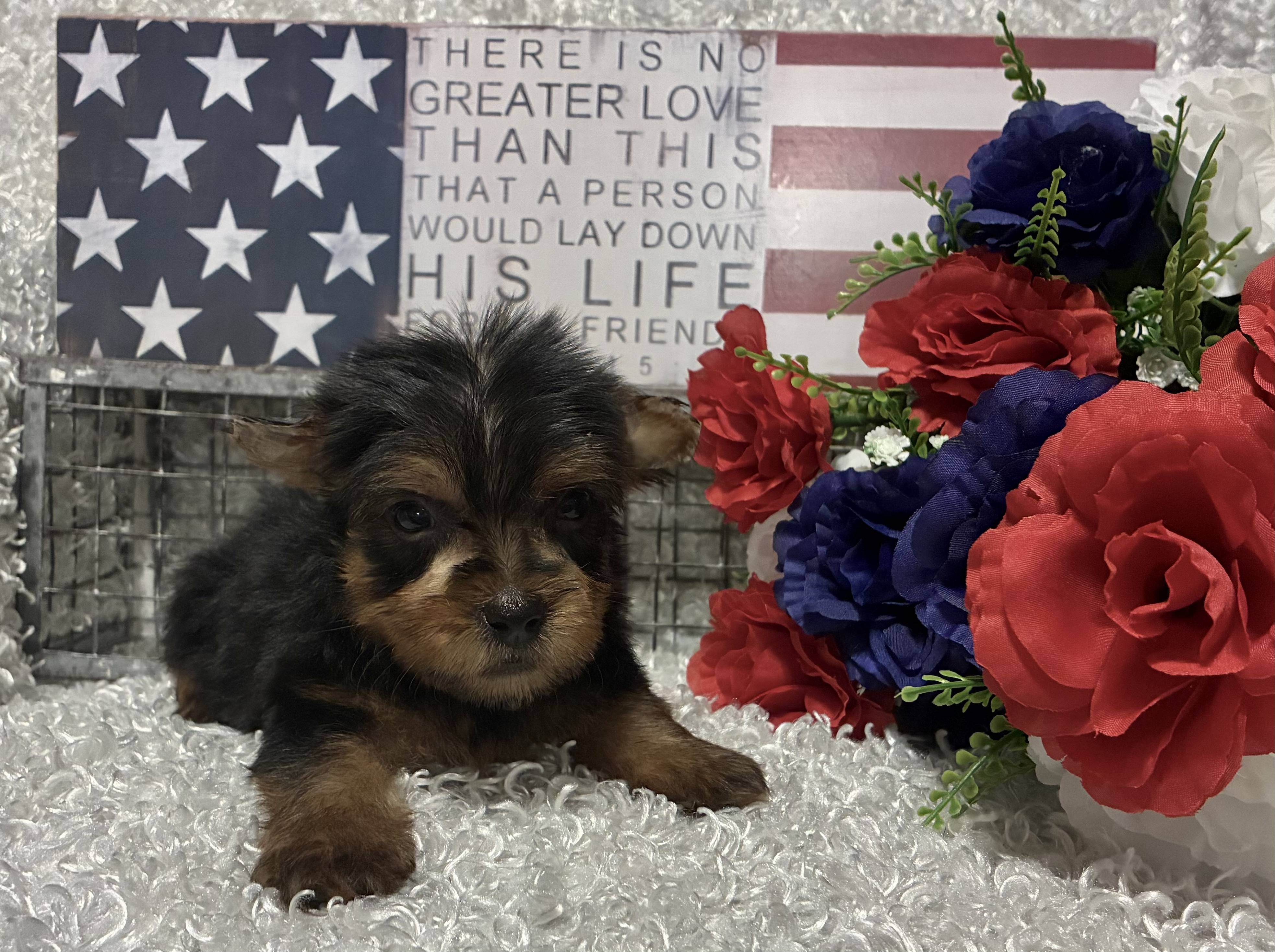 MALE YORKIE PUPPY!!! - Image 5