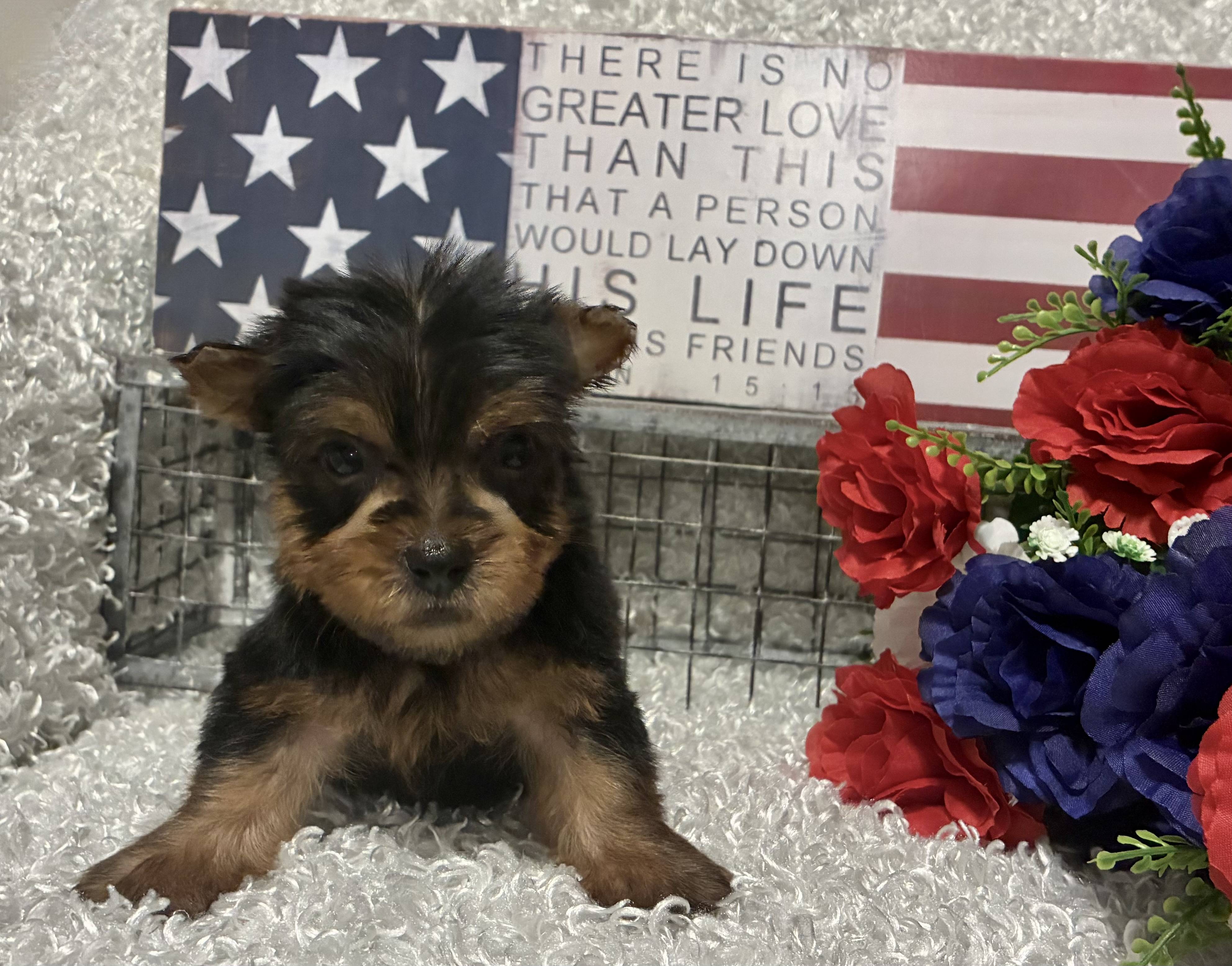 MALE YORKIE PUPPY!!! - Image 9