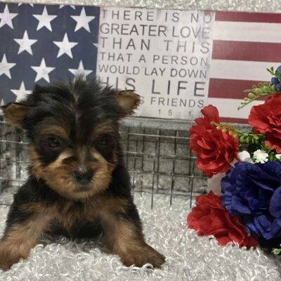 MALE YORKIE PUPPY!!!