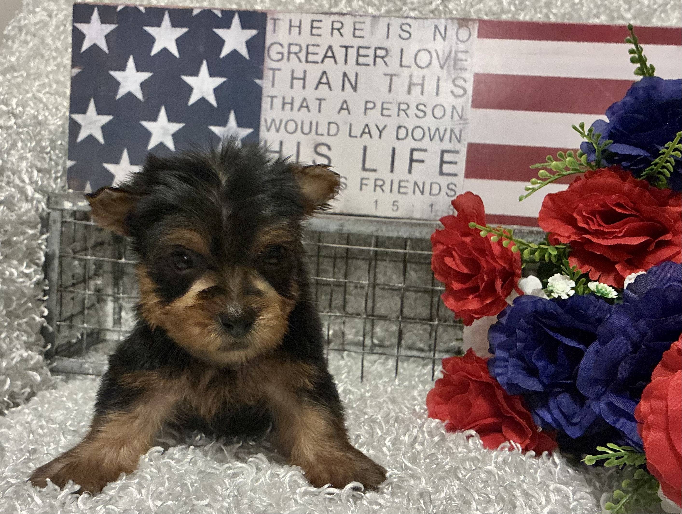 MALE YORKIE PUPPY!!!