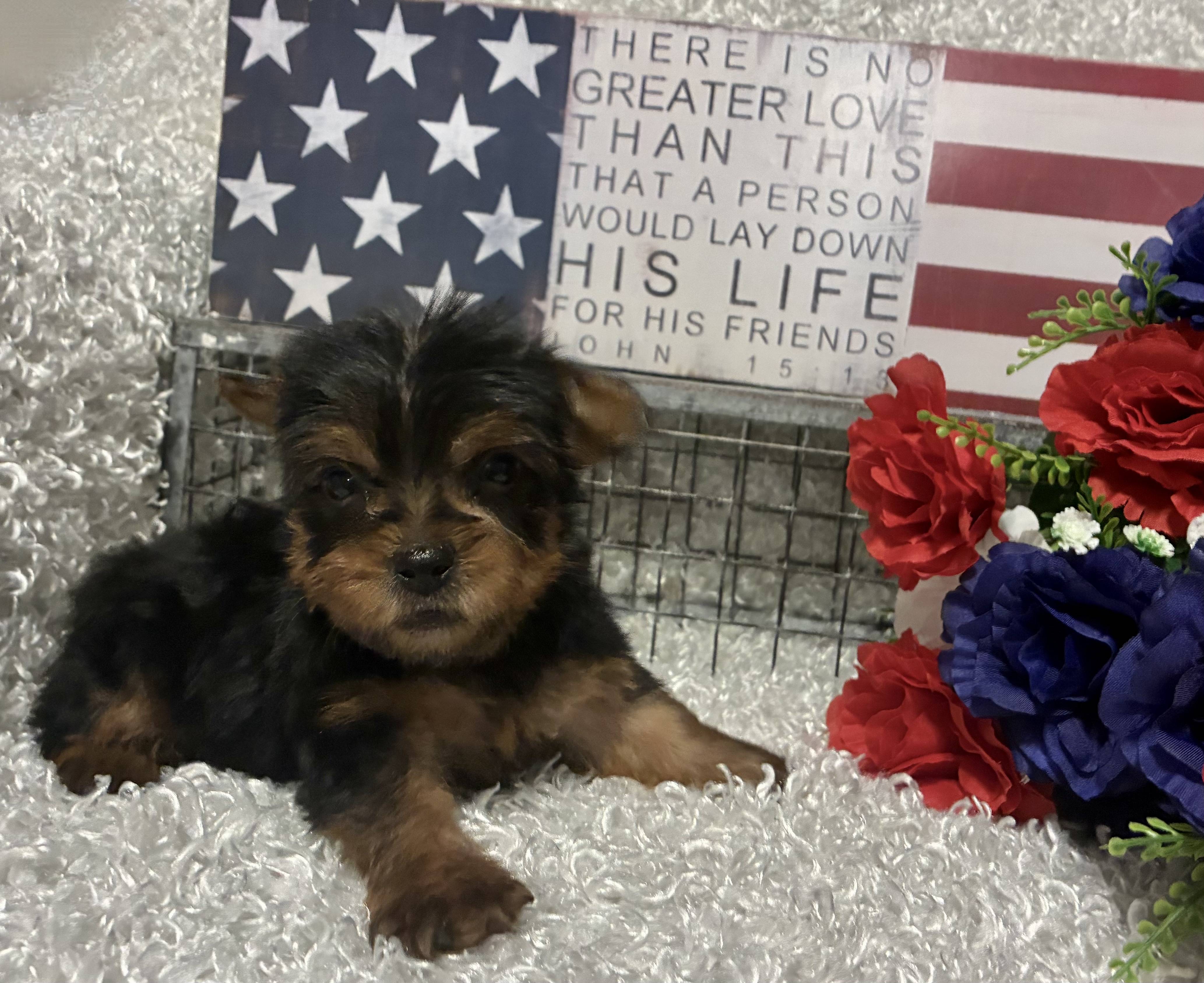 MALE YORKIE PUPPY!!! - Image 8