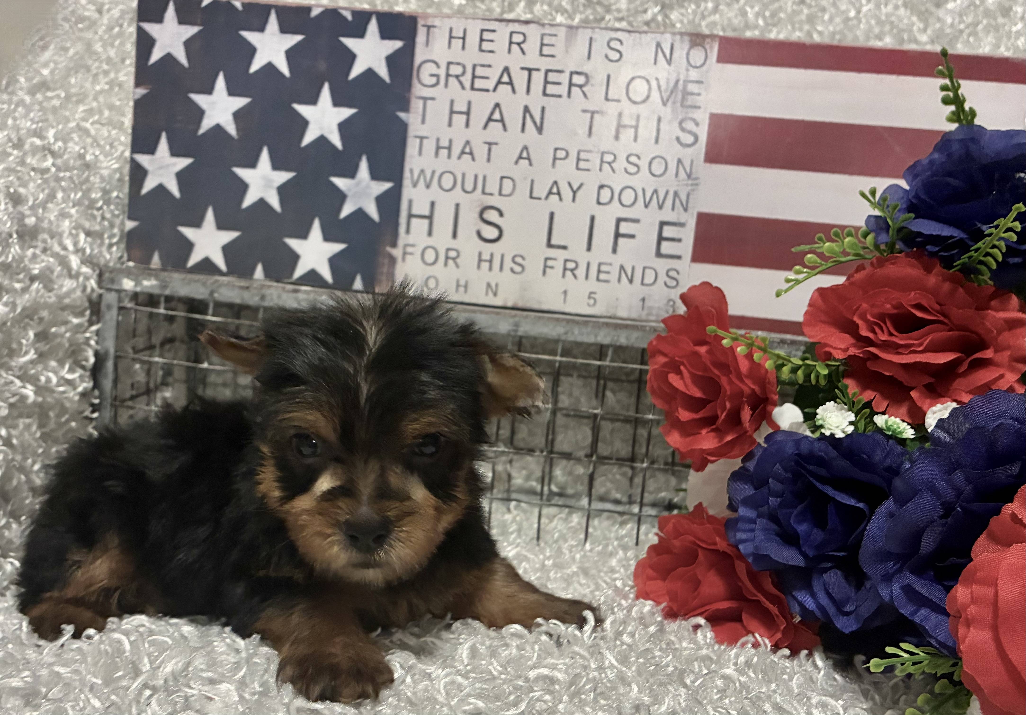 MALE YORKIE PUPPY!!! - Image 3