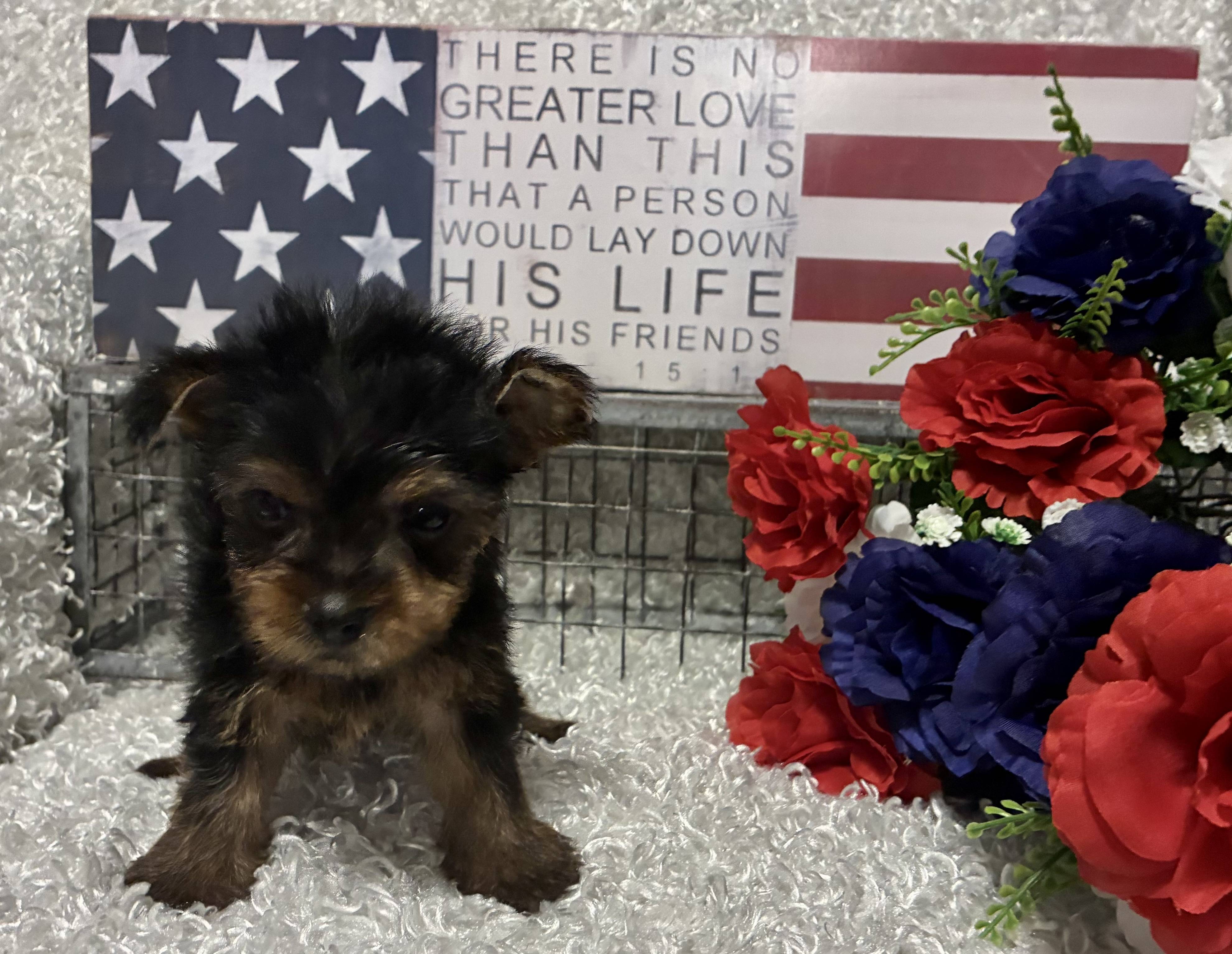 MALE YORKIE PUPPY!!! - Image 2