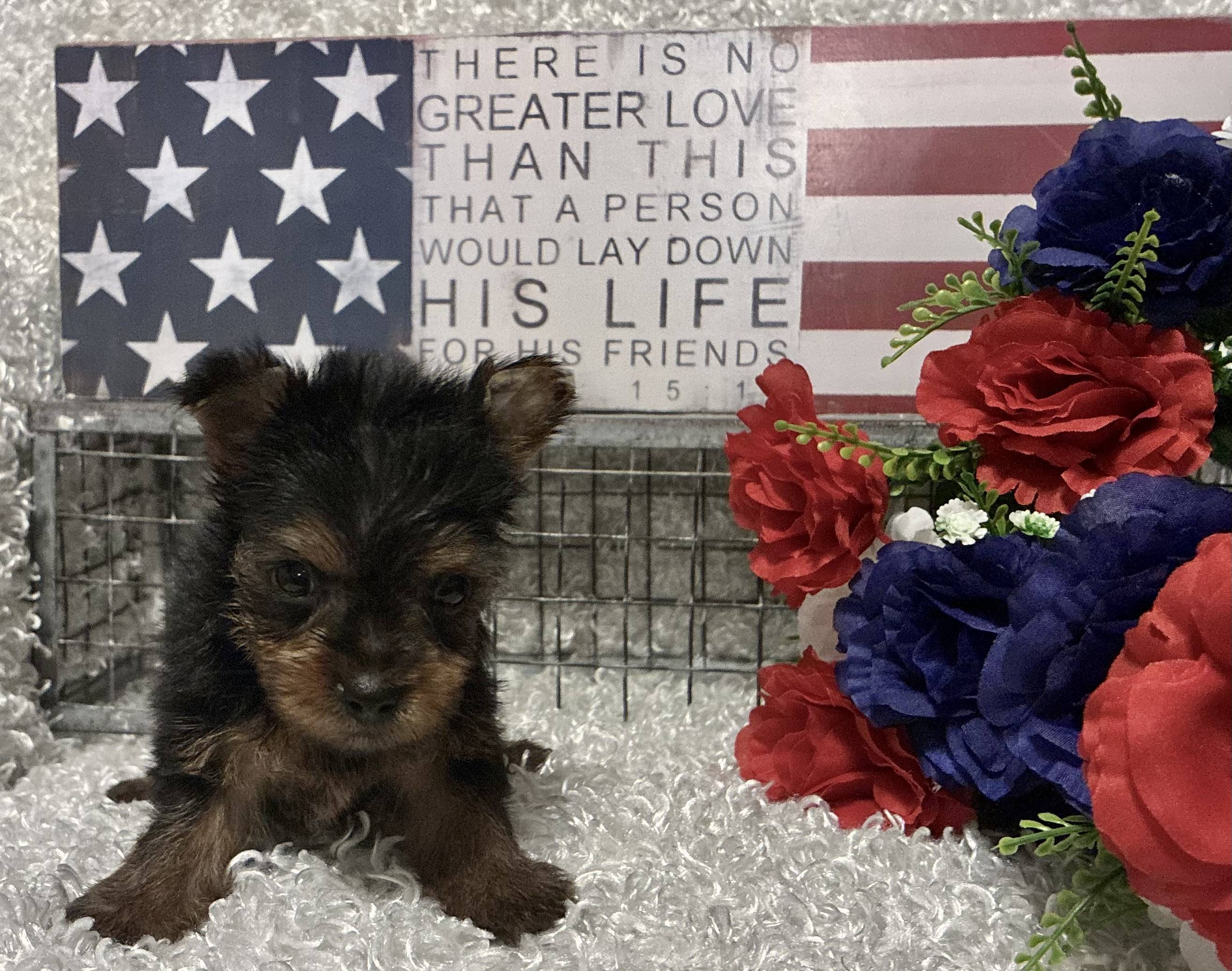 MALE YORKIE PUPPY!!! - Image 3