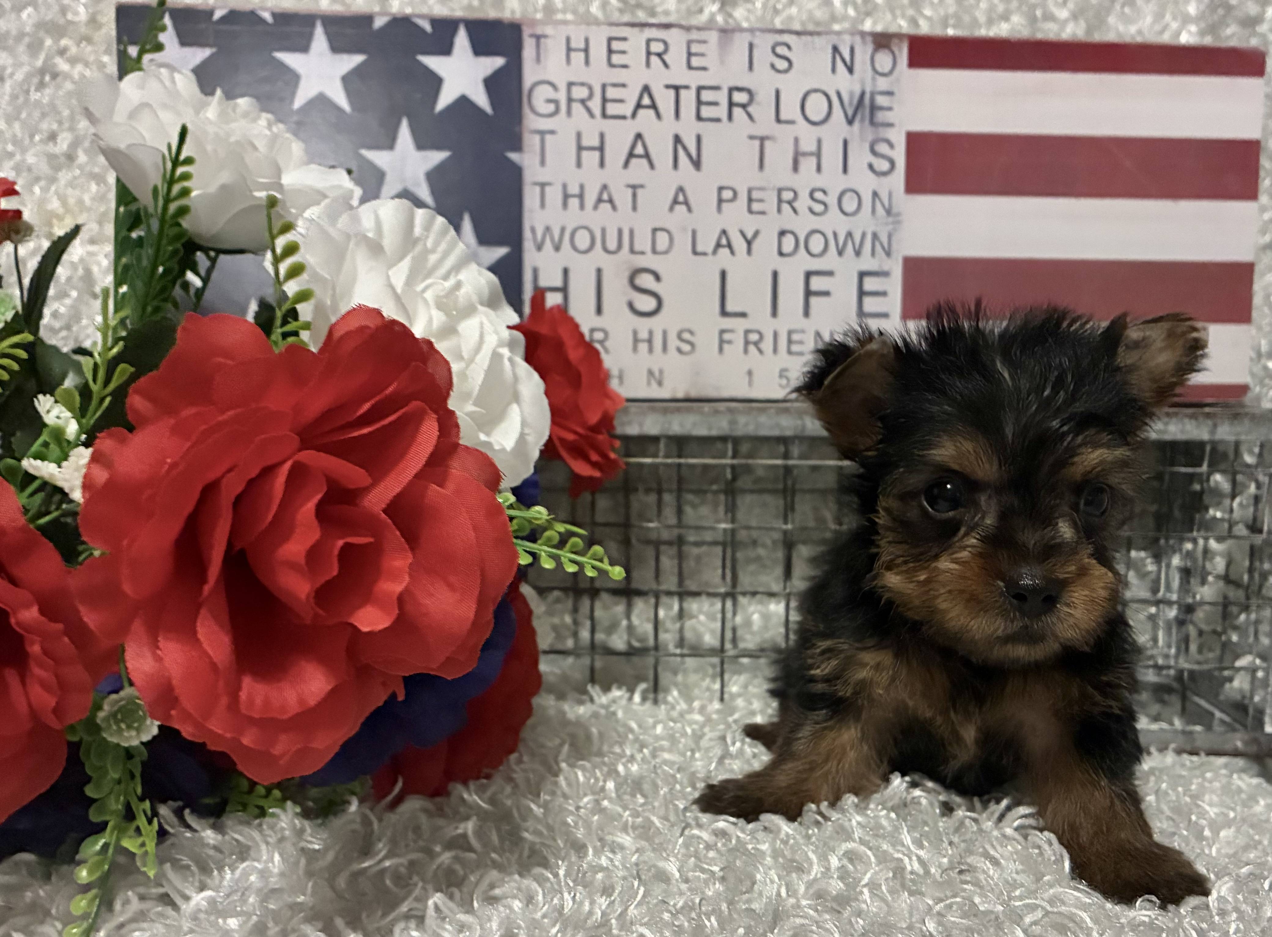 MALE YORKIE PUPPY!!! - Image 4