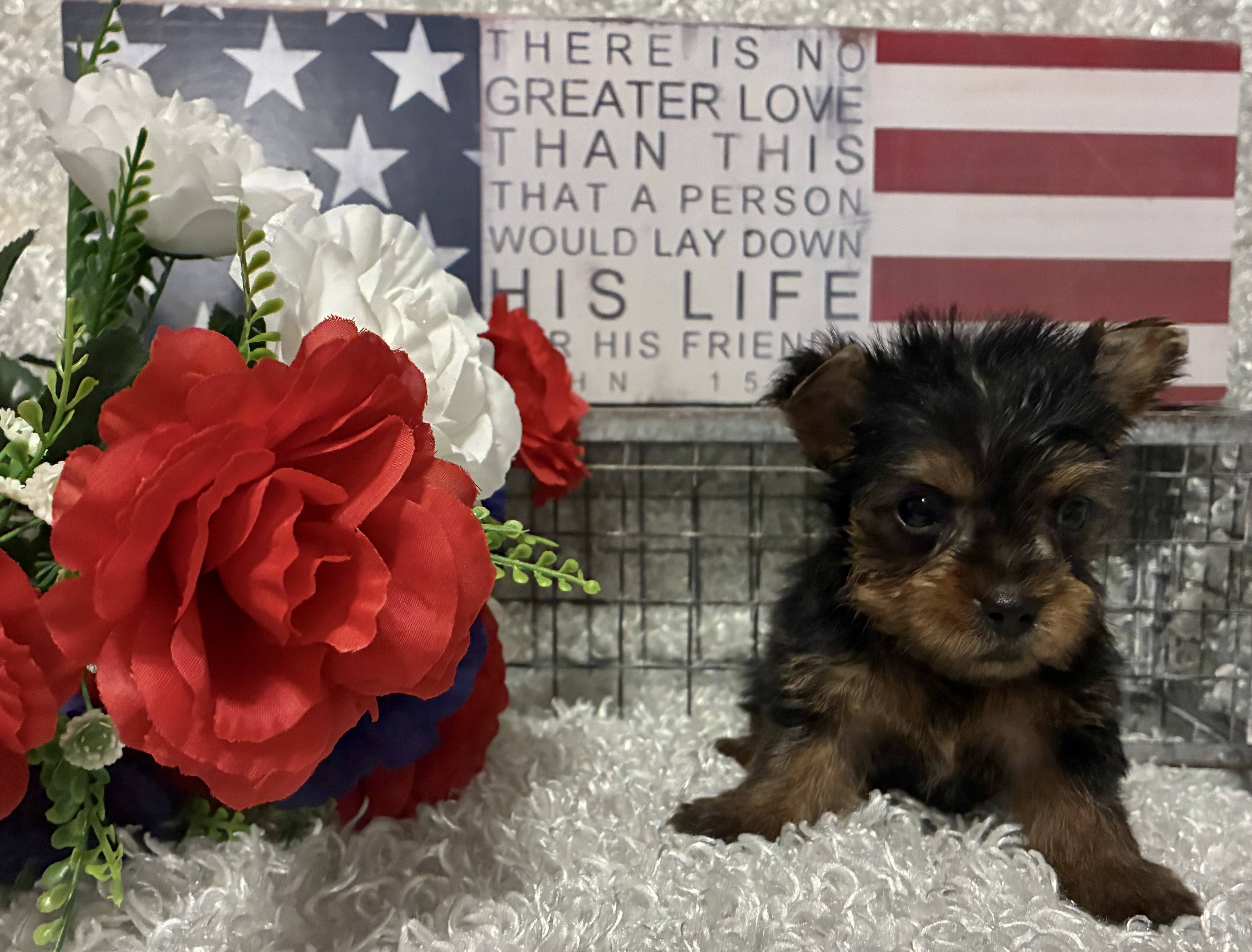 MALE YORKIE PUPPY!!! - Image 7
