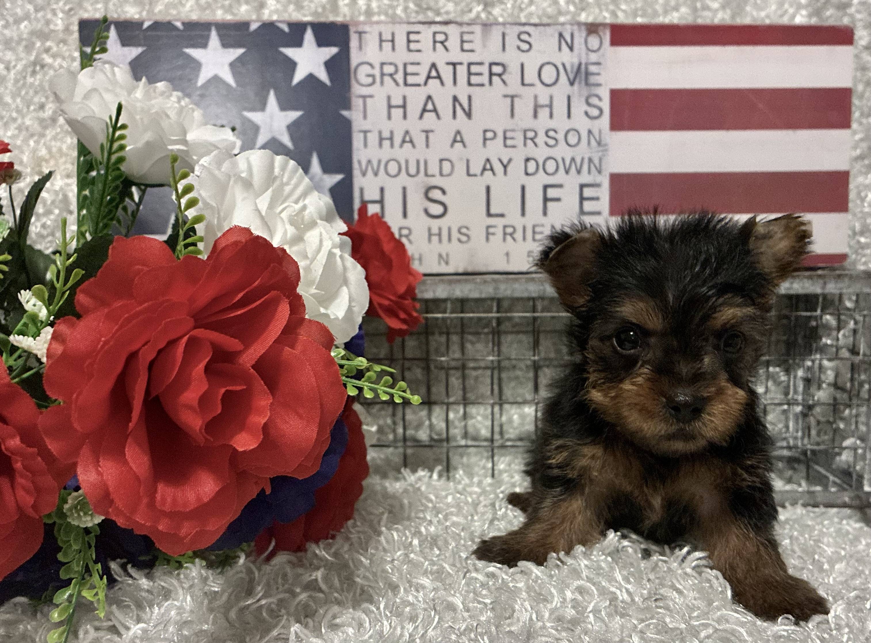 MALE YORKIE PUPPY!!! - Image 5